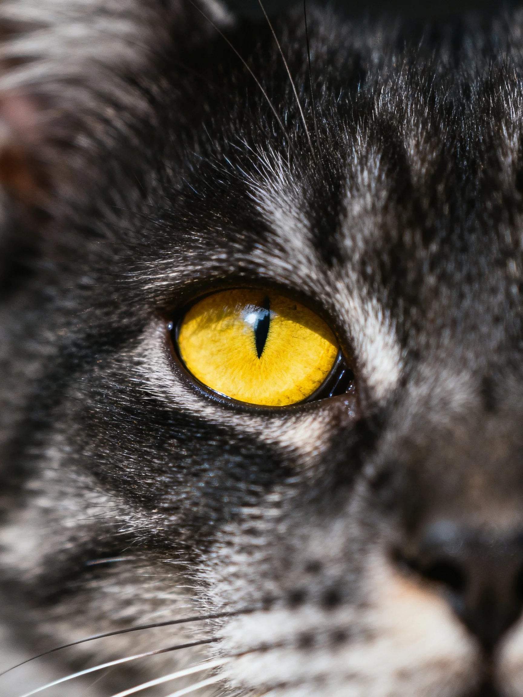 A close - up shows a cat’s bright yellow eye amid dark gray and white fur.