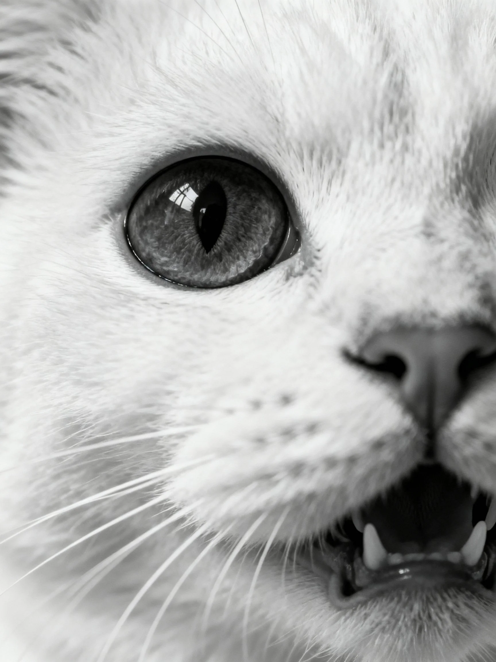 Close - up of a cat’s face with large eye and open mouth