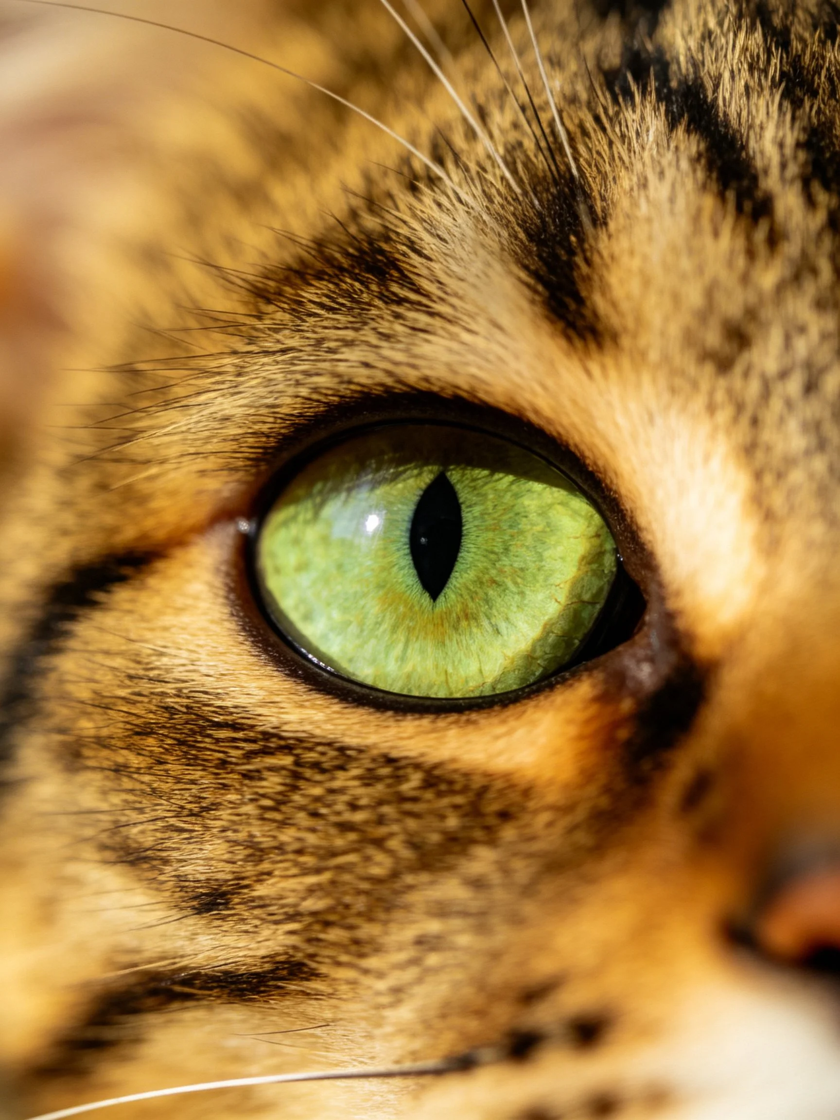 A close-up view of a cat’s eye with a green iris and brown tabby fur.