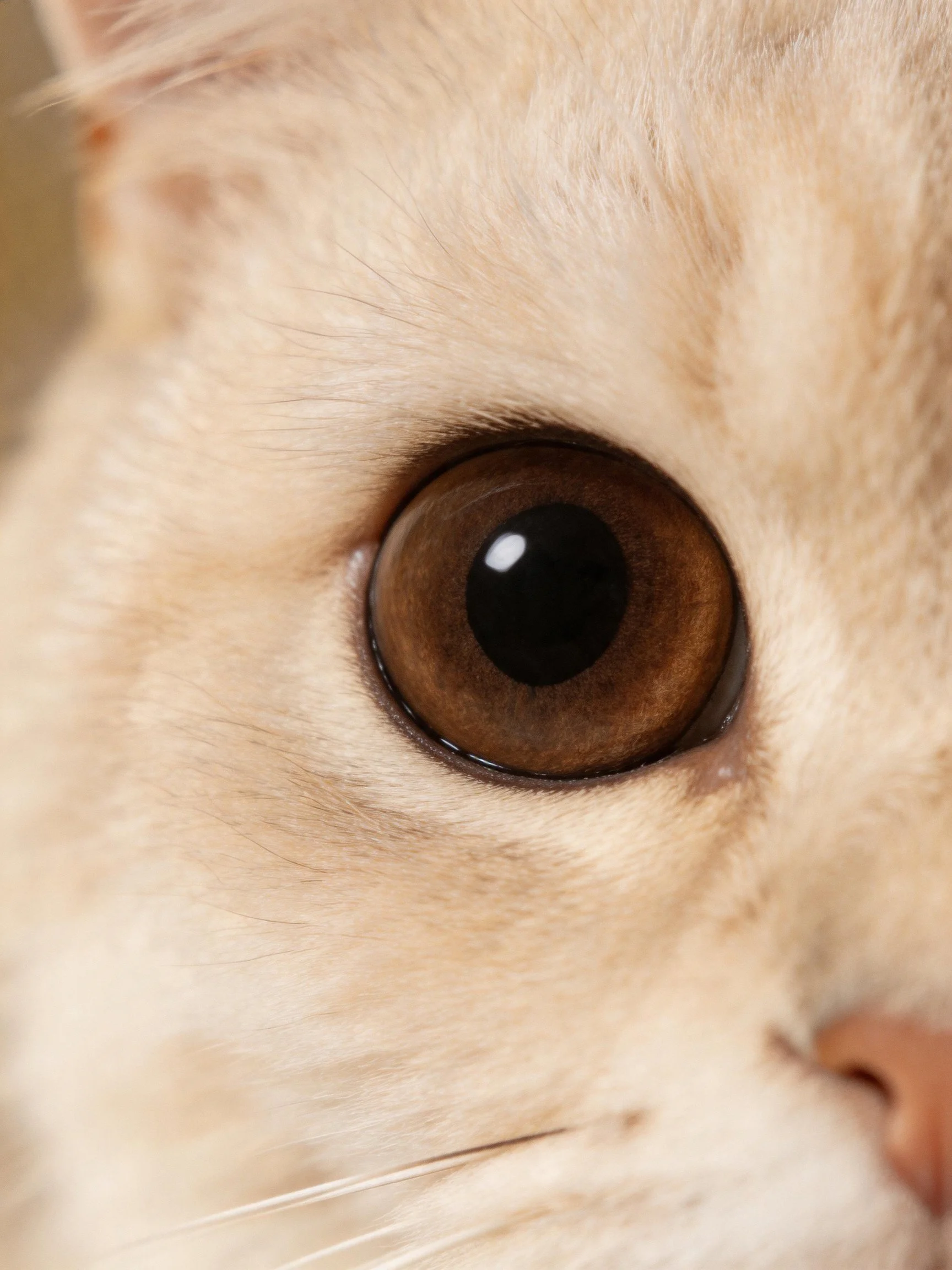 A close - up focuses on a cat’s large brown eye surrounded by soft cream fur.