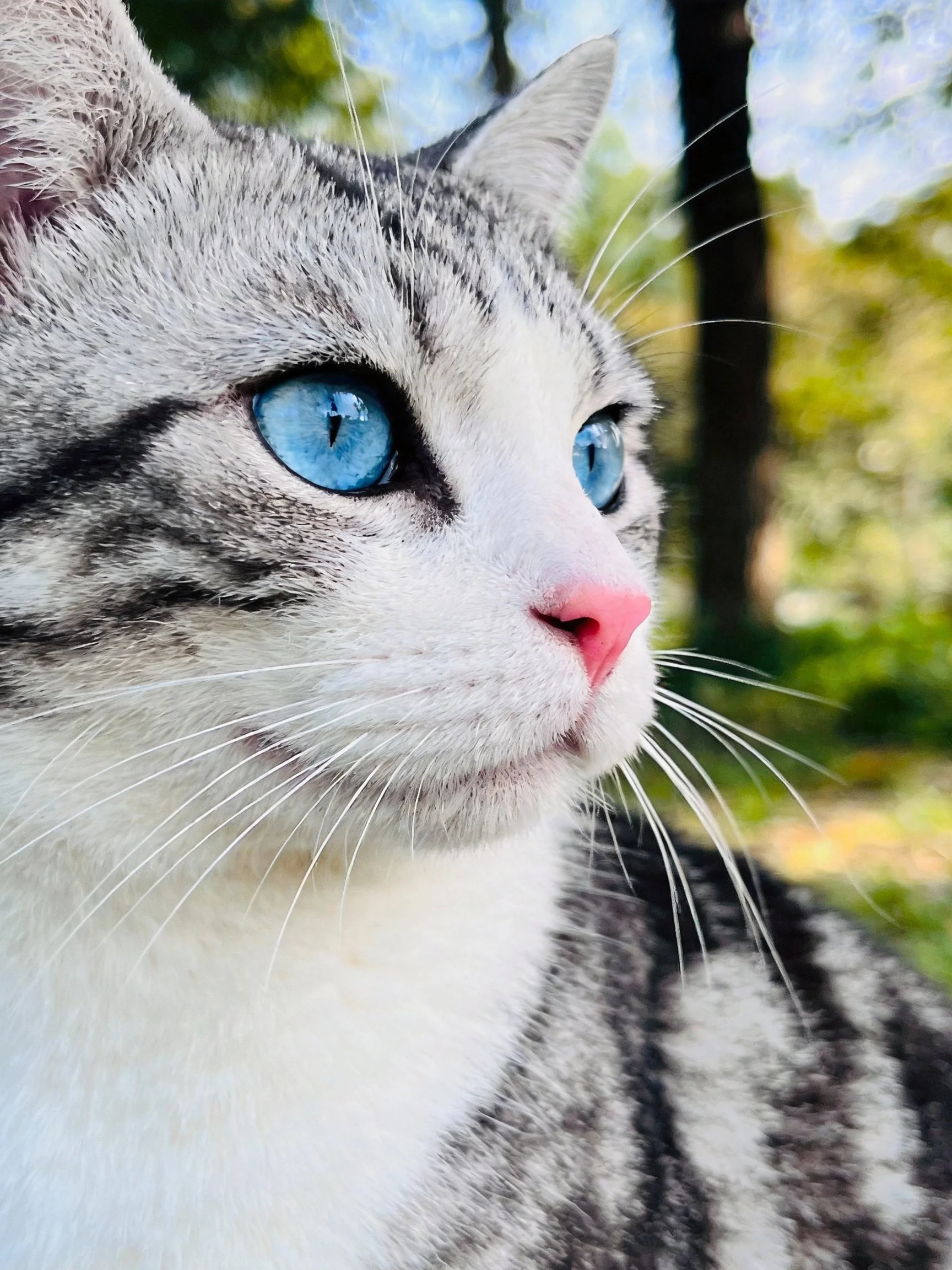 A gray and white cat with blue eyes is photographed closely in an outdoor environment.