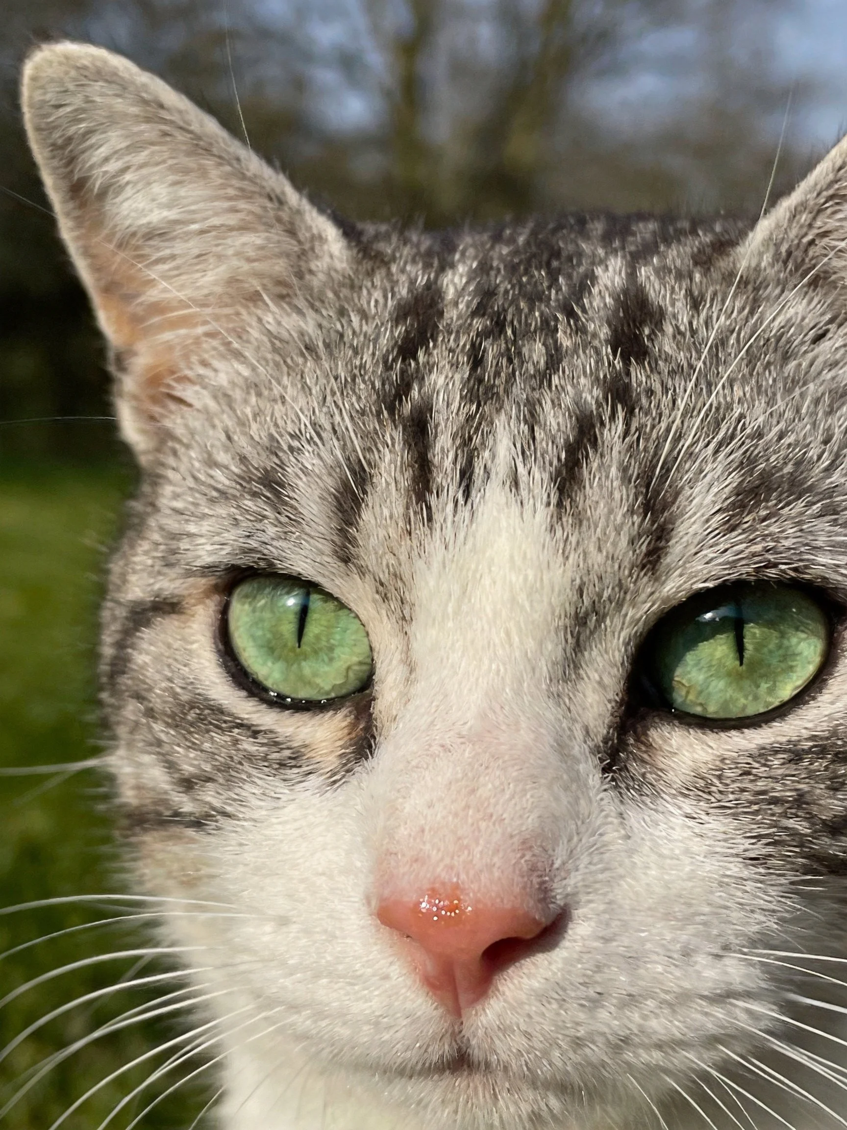 A close - up of a gray and white tabby cat with green eyes in an outdoor setting.