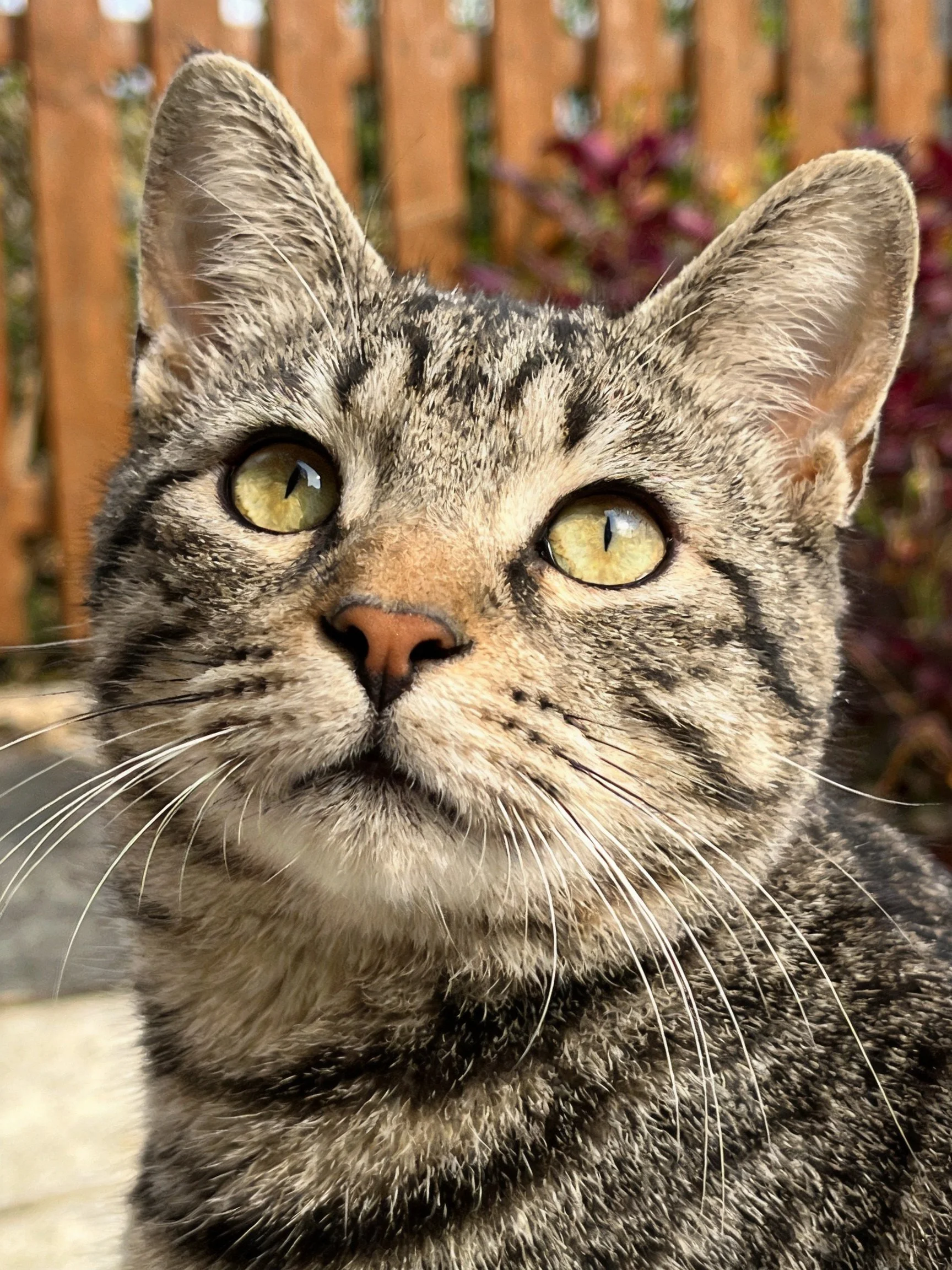 A gray tabby cat with bright green eyes is photographed up close near a wooden fence.