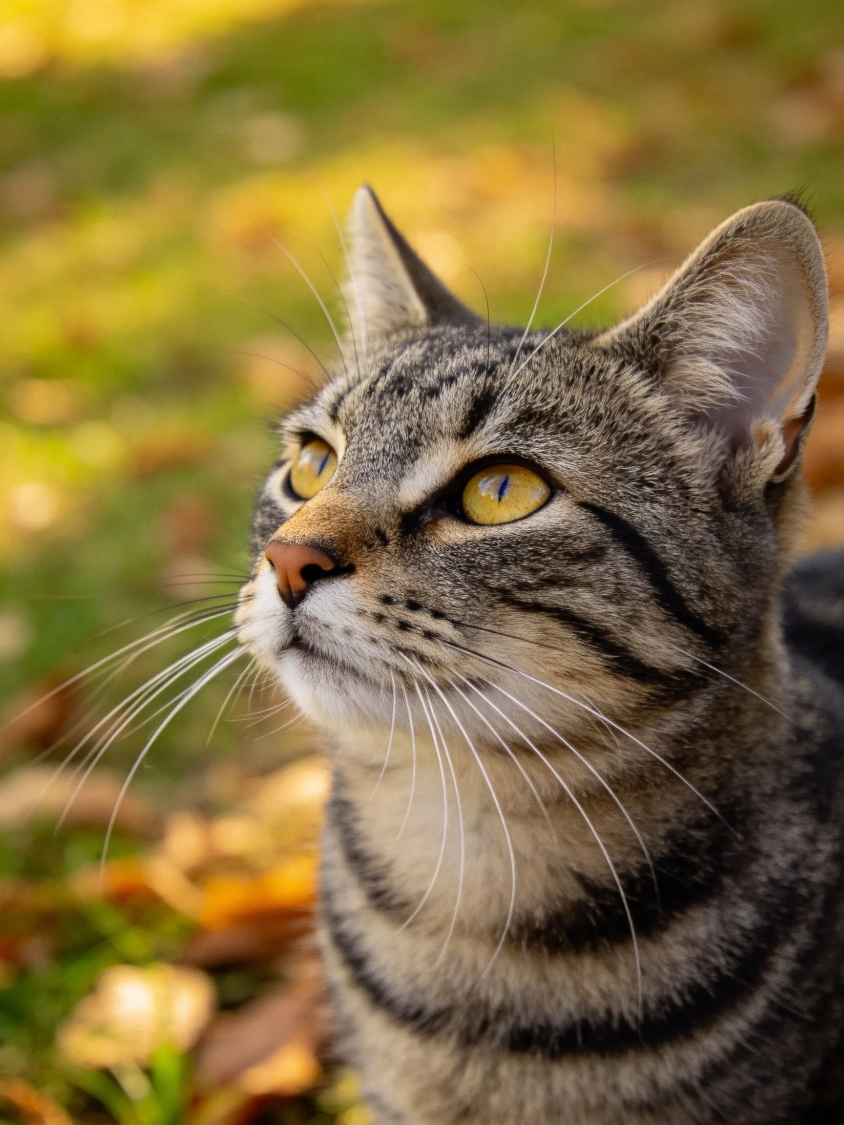 Close-up of a gray tabby cat with yellow eyes outdoors