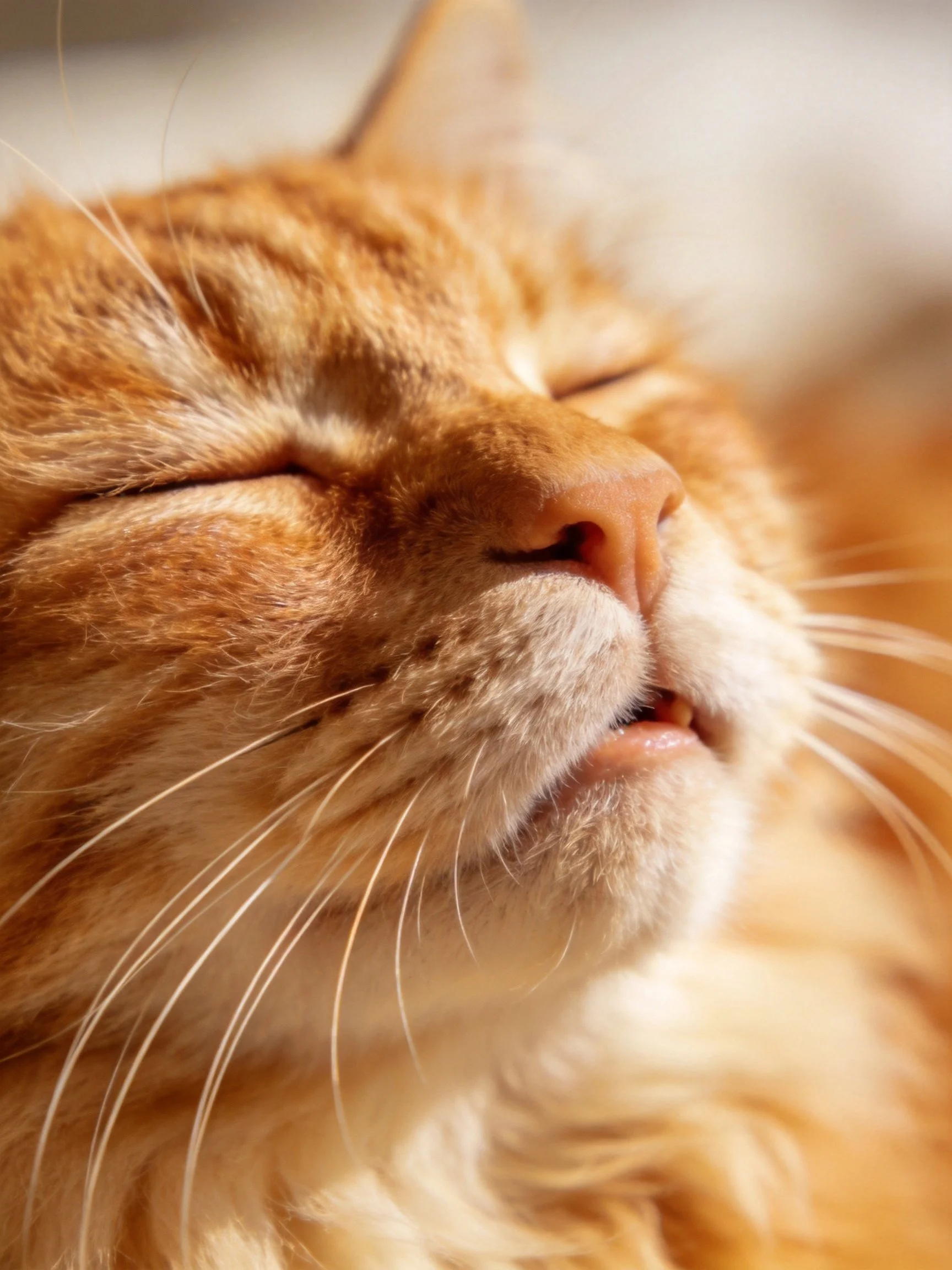 Close - up of a relaxed orange tabby cat with closed eyes