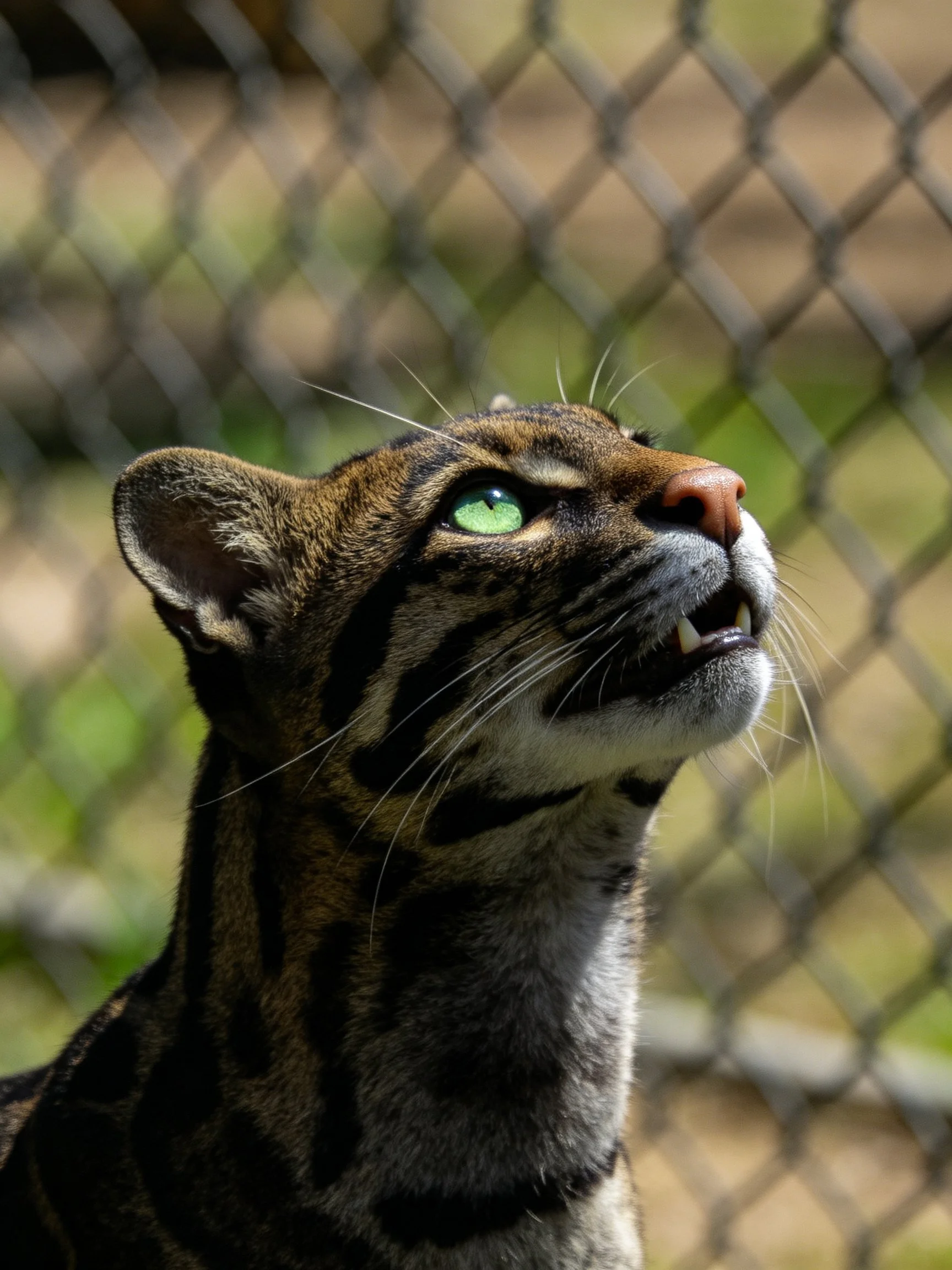 Close-up of a spotted wild cat with green eyes near a chain-link fence