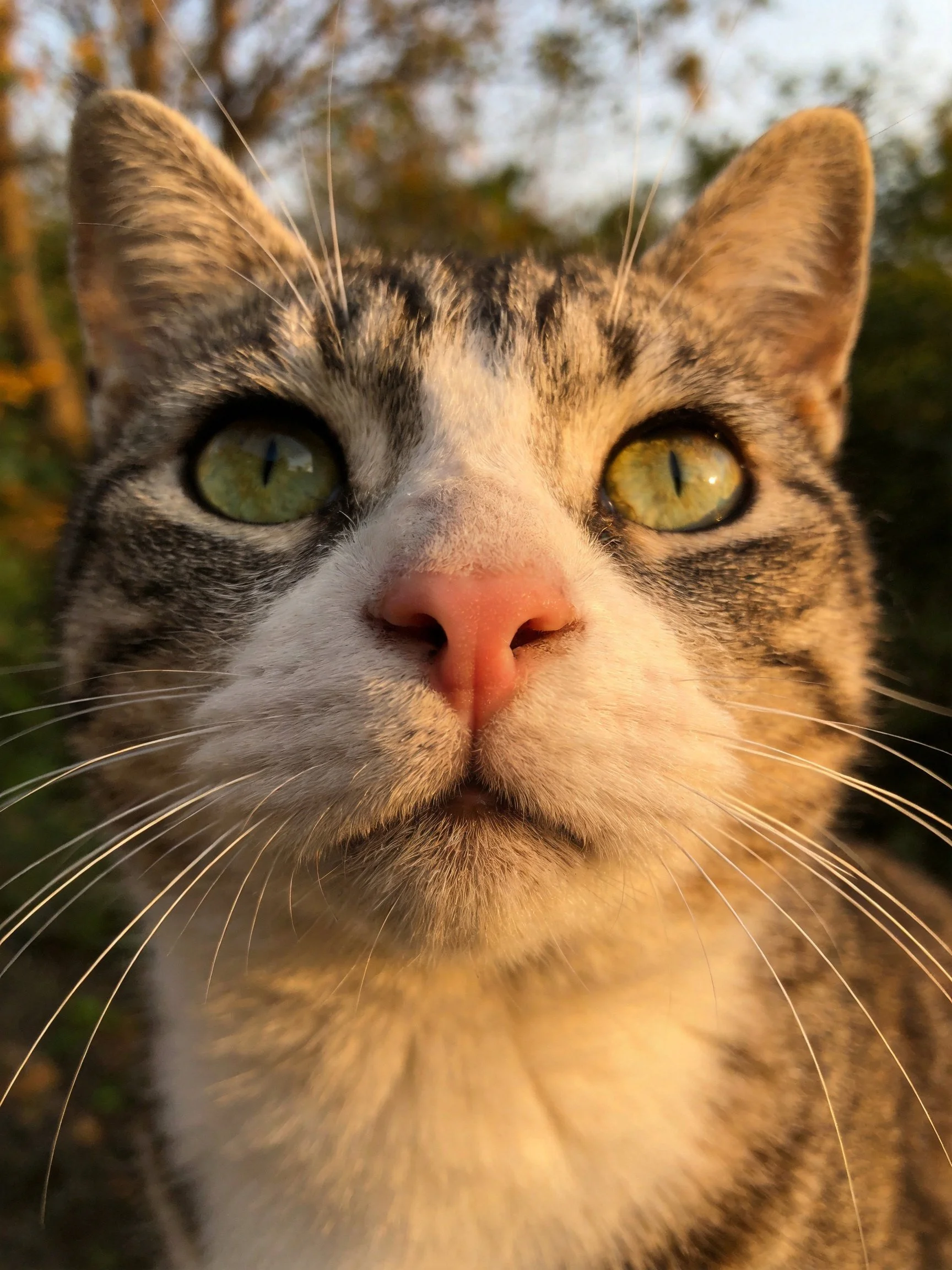 A close - up of a tabby and white cat with green eyes in a natural setting.