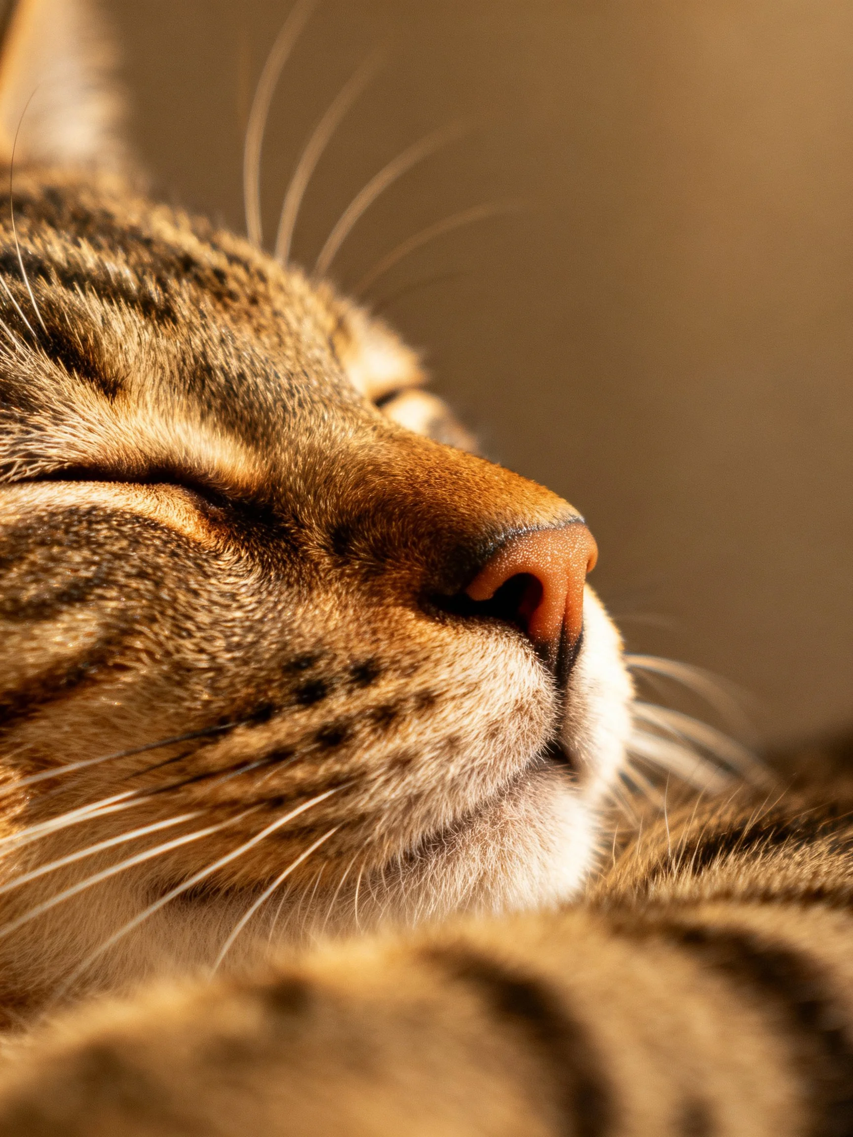 Close - up of a tabby cat sleeping with closed eyes