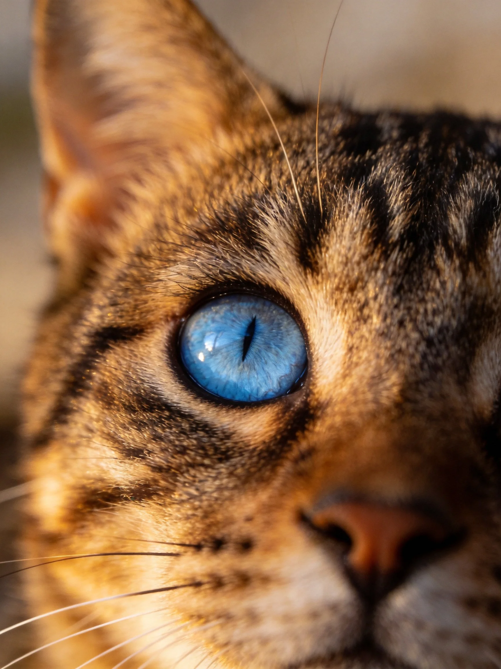Close - up of a tabby cat with a vivid blue eye