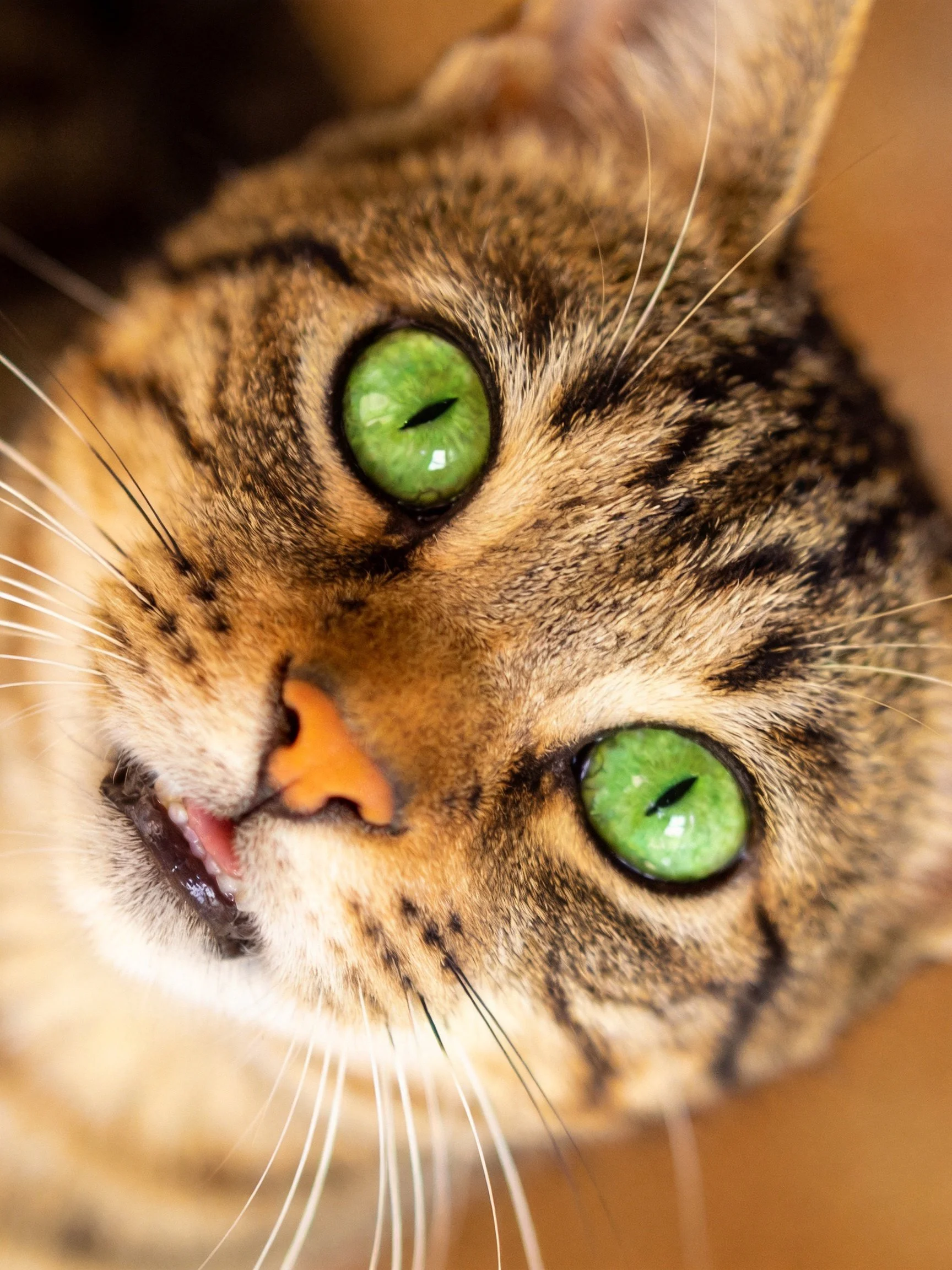 A close-up photograph features a tabby cat with bright green eyes.