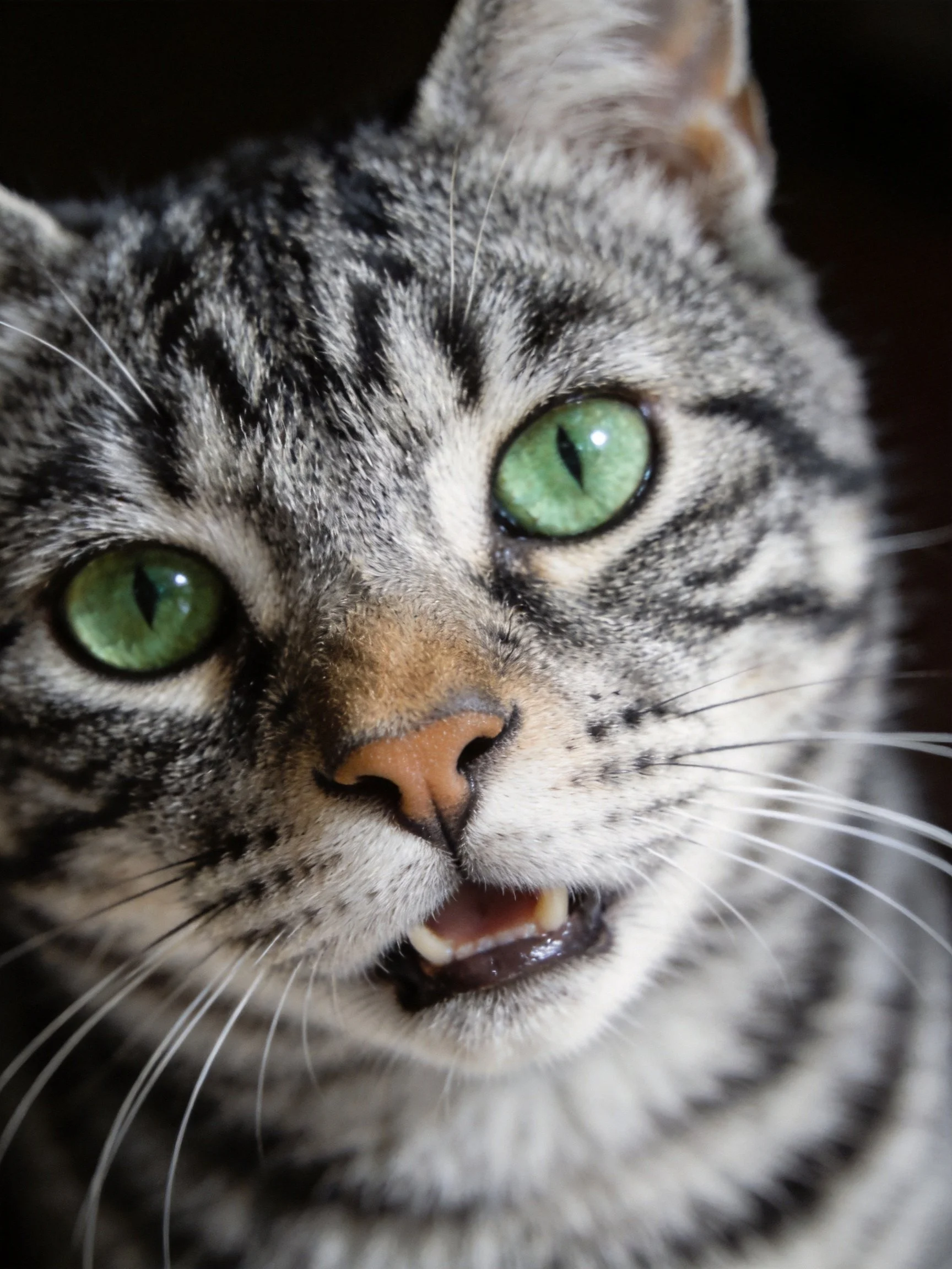 Tabby cat with bright green eyes shown up close.