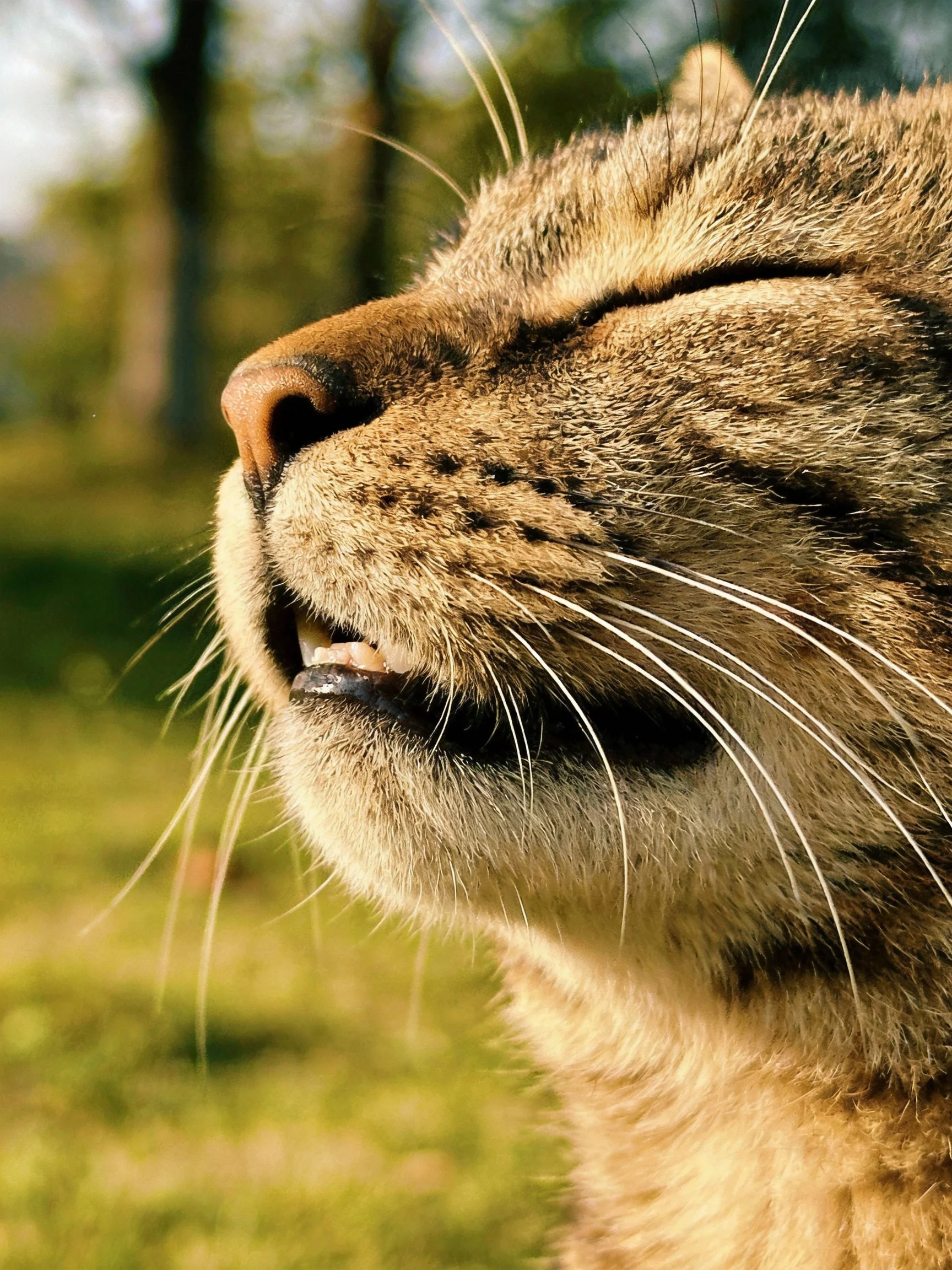 Close - up of a tabby cat with closed eyes in golden sunlight