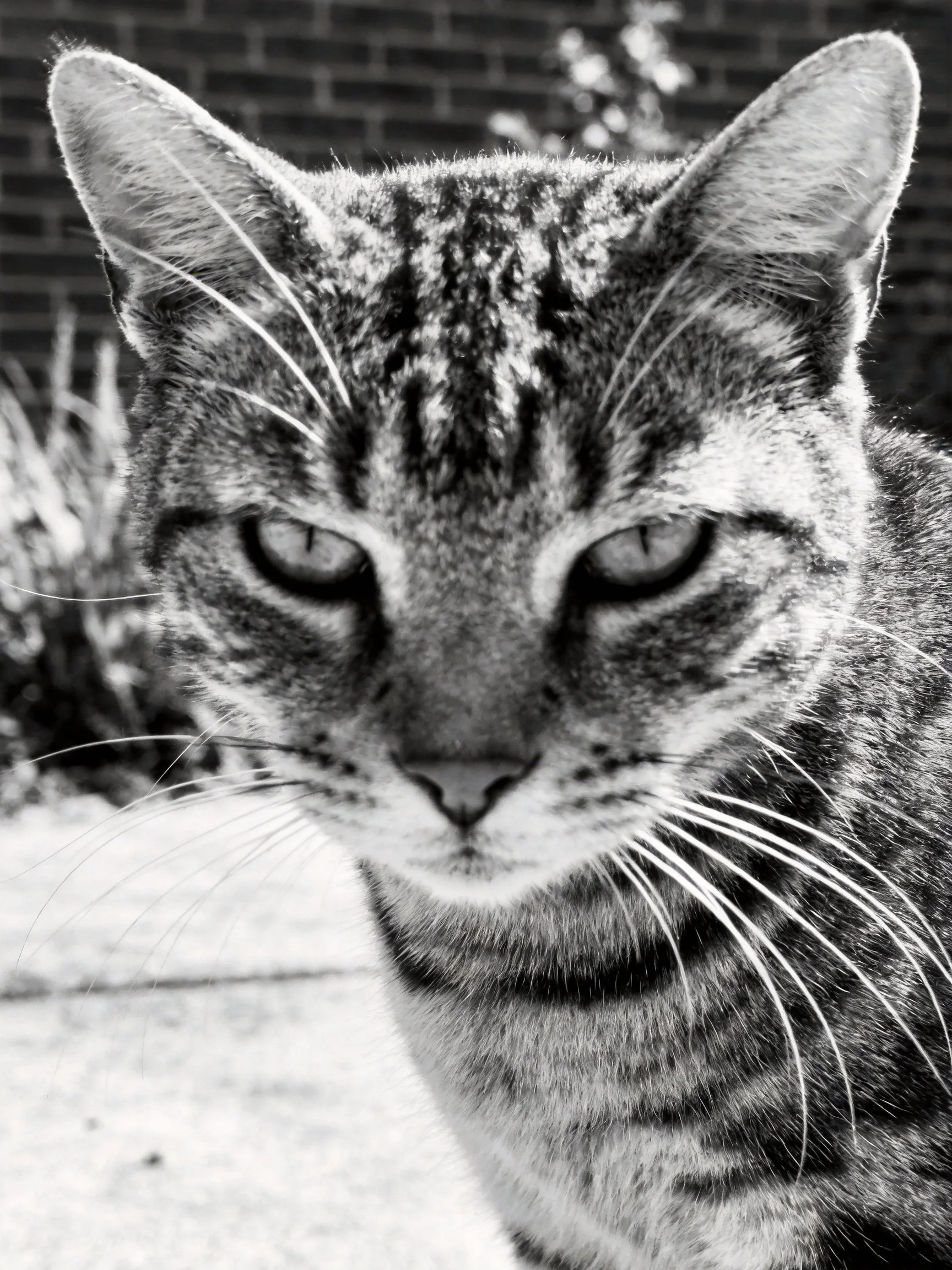 Close - up of a tabby cat with distinct striped fur and whiskers