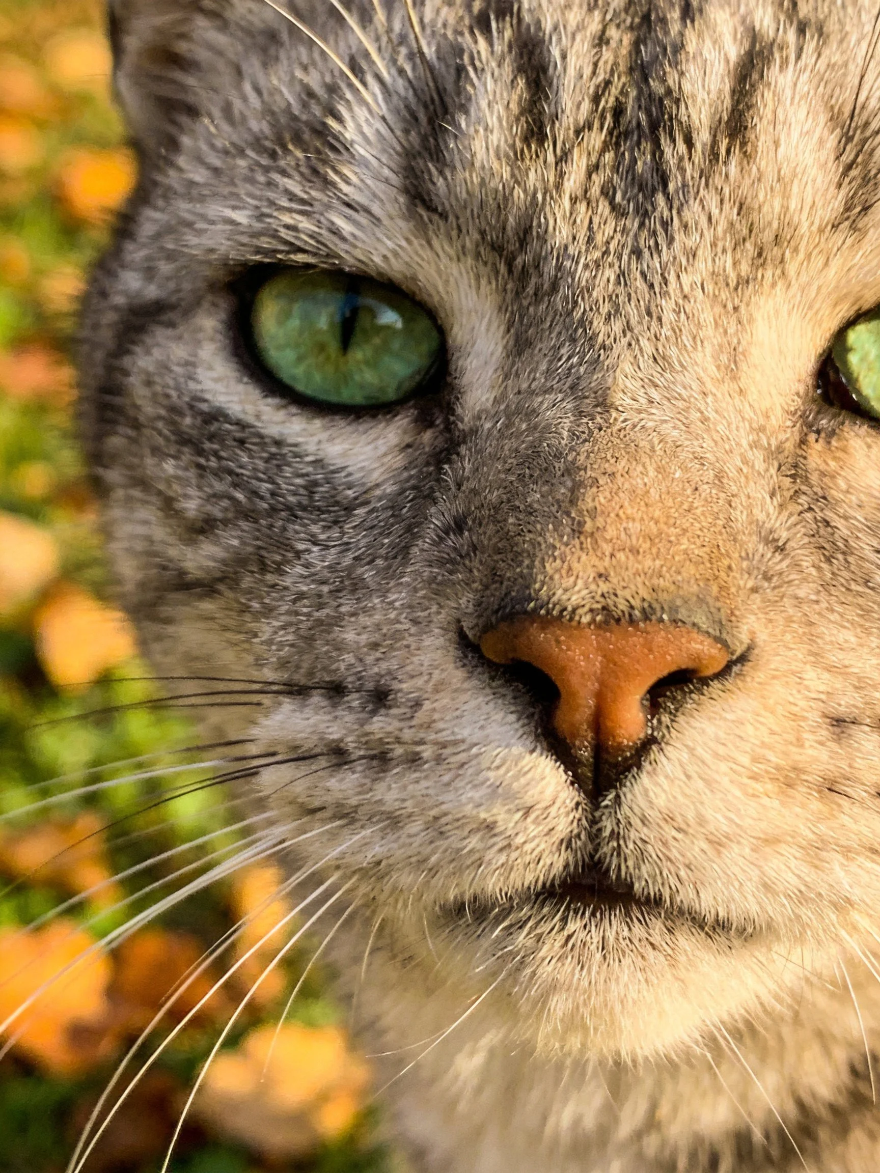 A tabby cat with green eyes and an orange nose is captured in a close-up photograph.