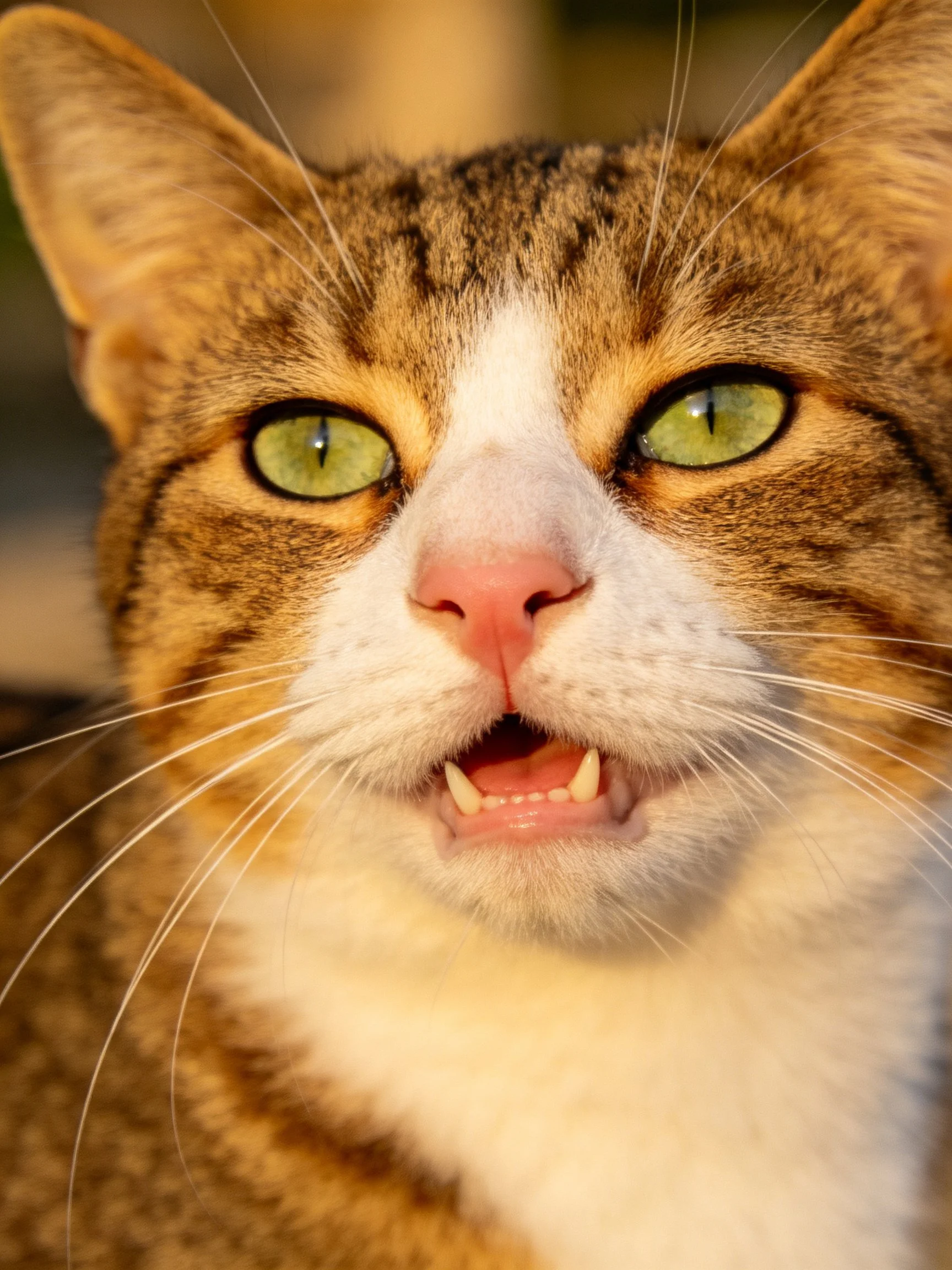 A close-up shows a tabby cat with green eyes and an open mouth.
