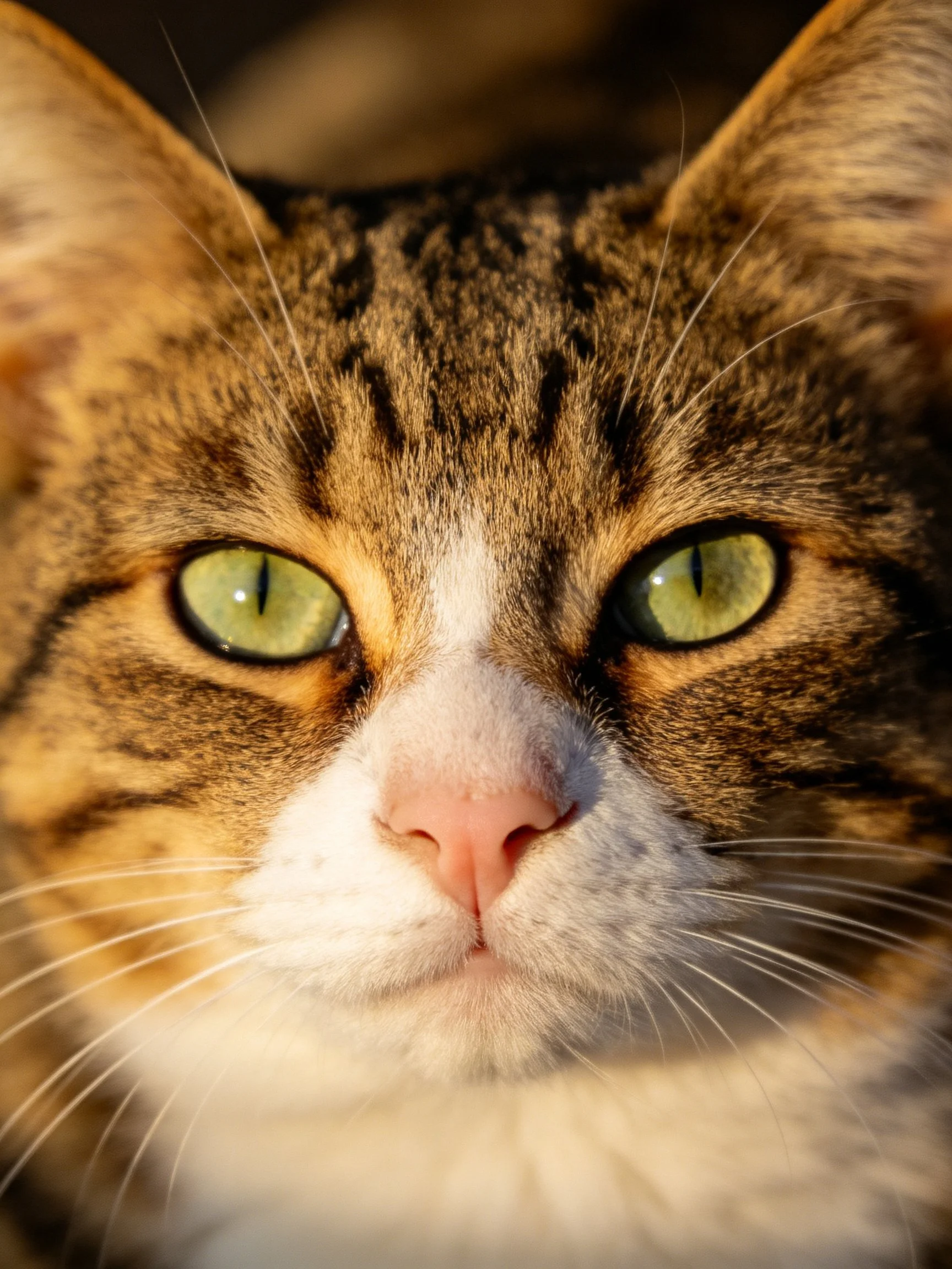 A close - up of a tabby cat with green eyes and striped fur is shown.