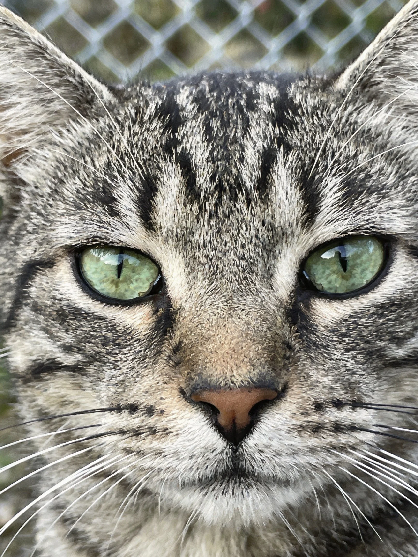 A close - up of a tabby cat showcasing bright green eyes and striped fur.