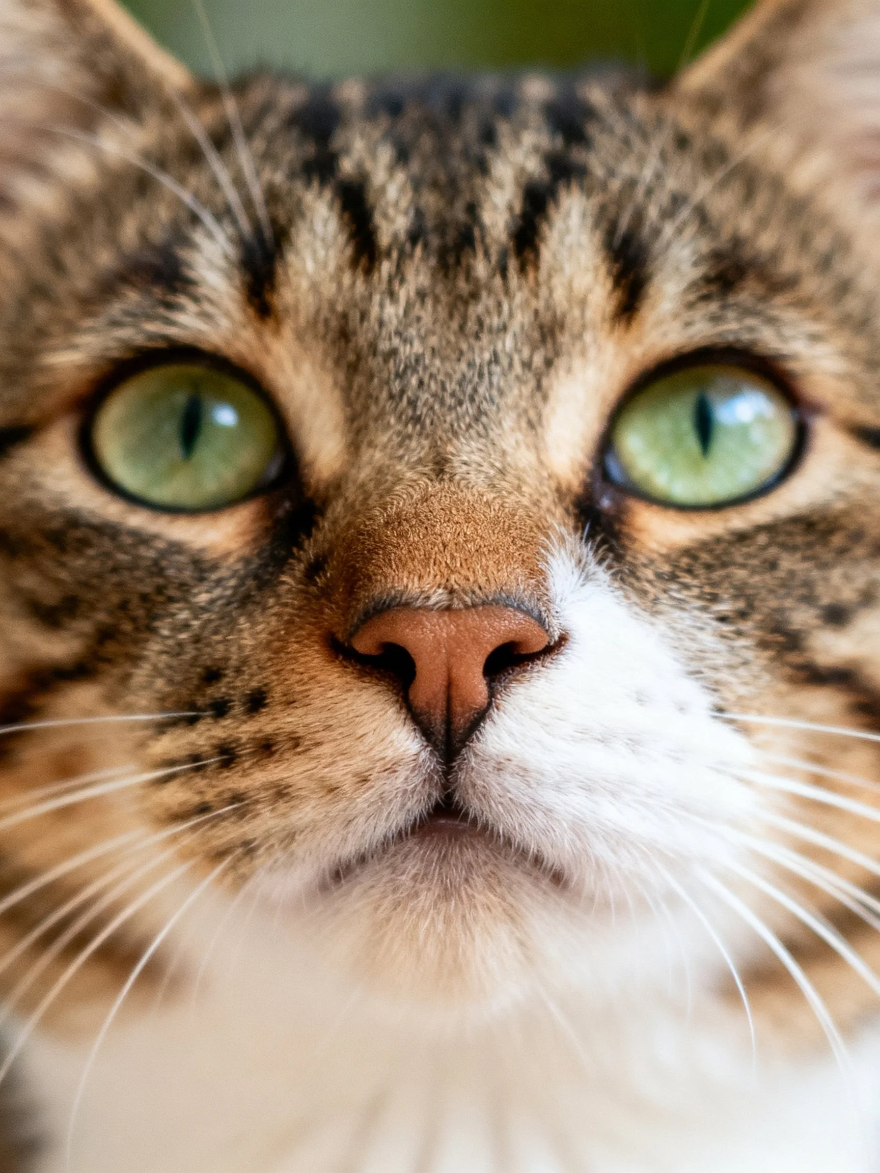 A close - up of a tabby cat showing its green eyes and striped fur