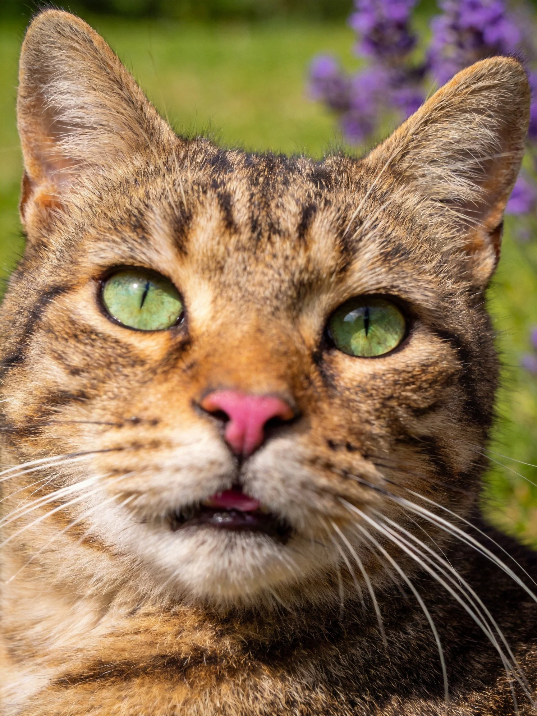 A tabby cat with green eyes is photographed near purple flowers.