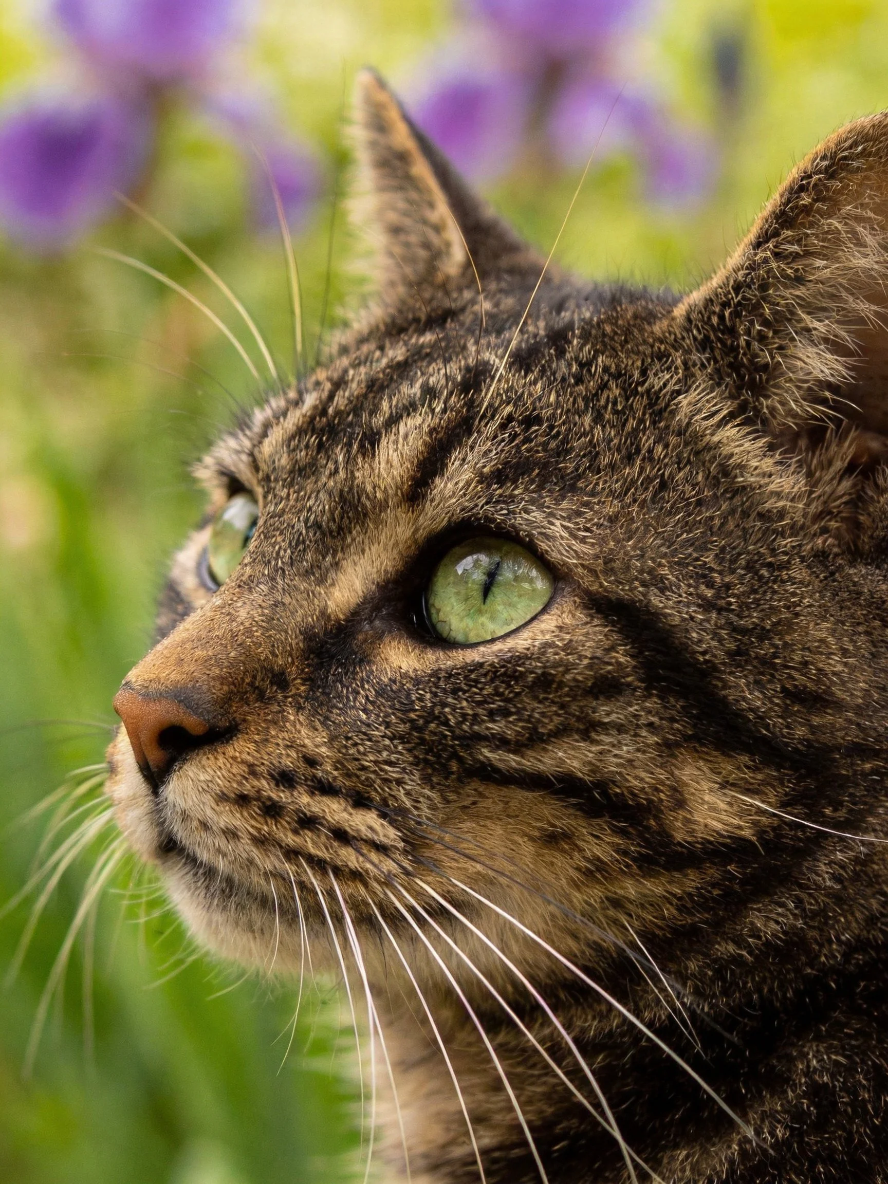 Close - up of a tabby cat with green eyes near purple flowers