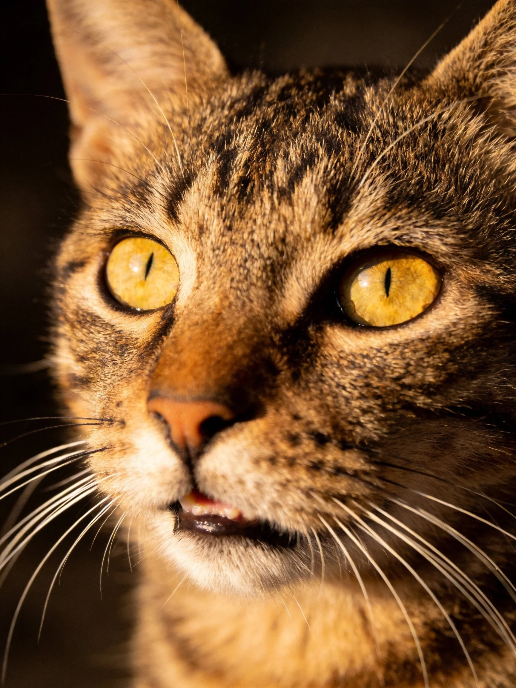 Close - up of a tabby cat with striking amber eyes