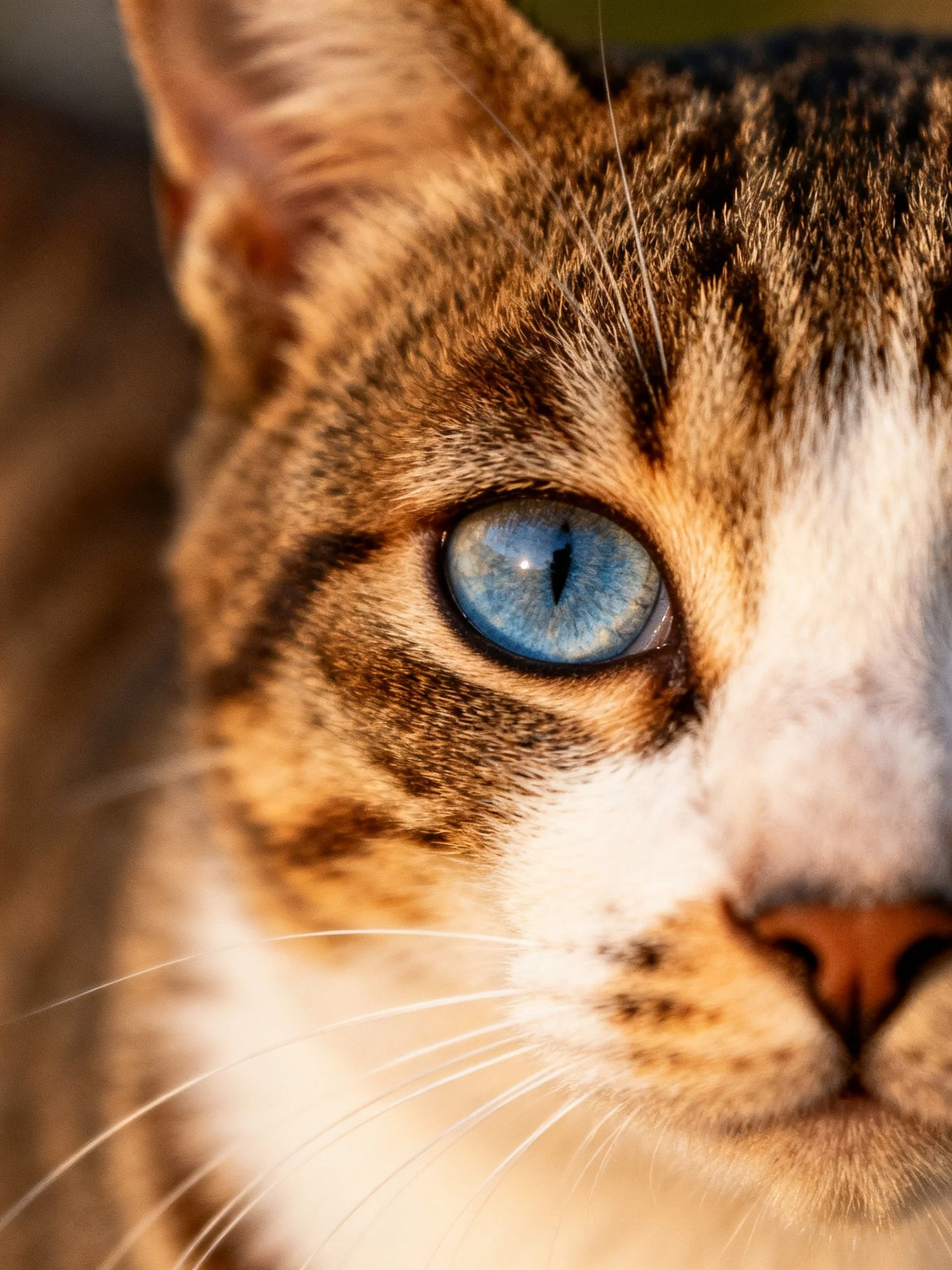 Close - up of a tabby cat with striking blue eye and patterned fur
