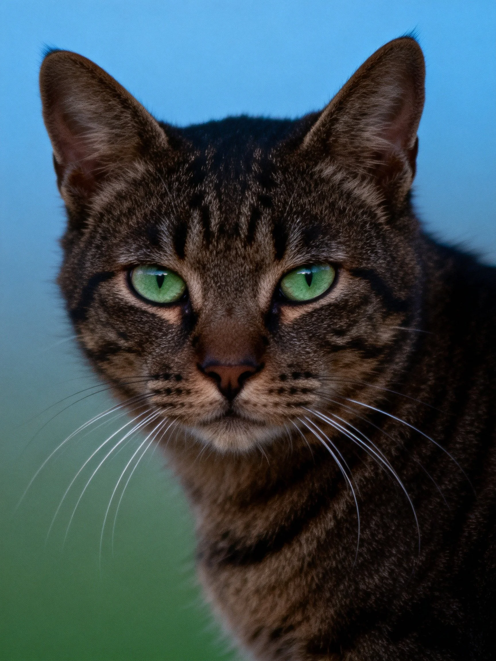 Close - up of a tabby cat with striking green eyes