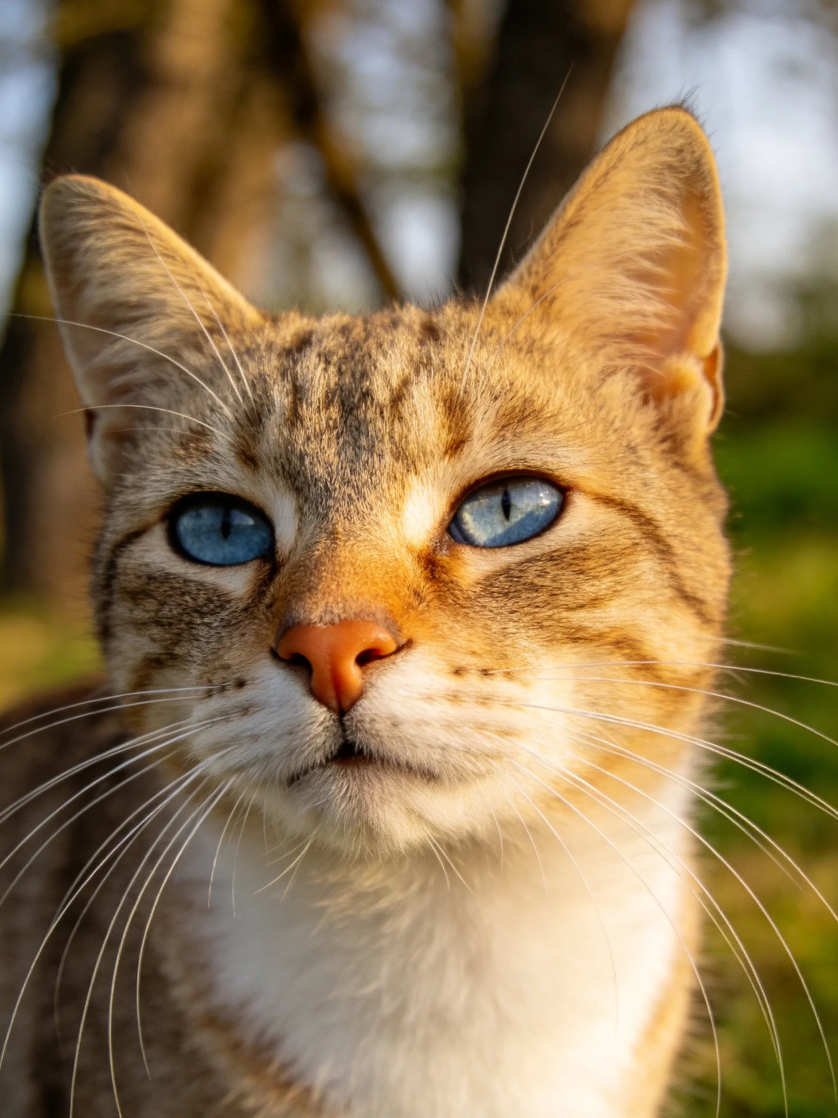 A tabby cat with blue eyes is photographed up close in an outdoor environment.