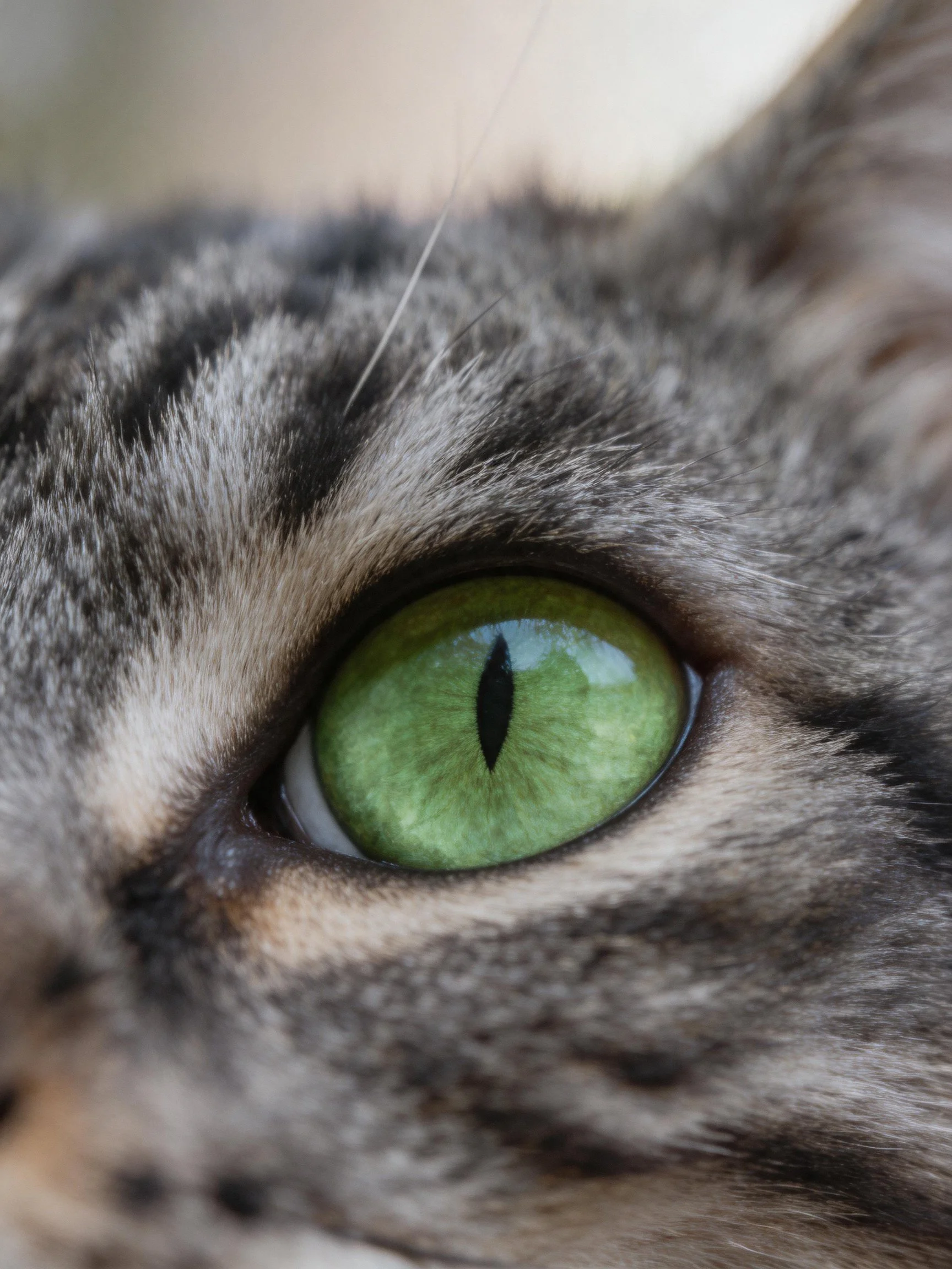 A close - up highlights a tabby cat’s vibrant green eye amid its striped fur.