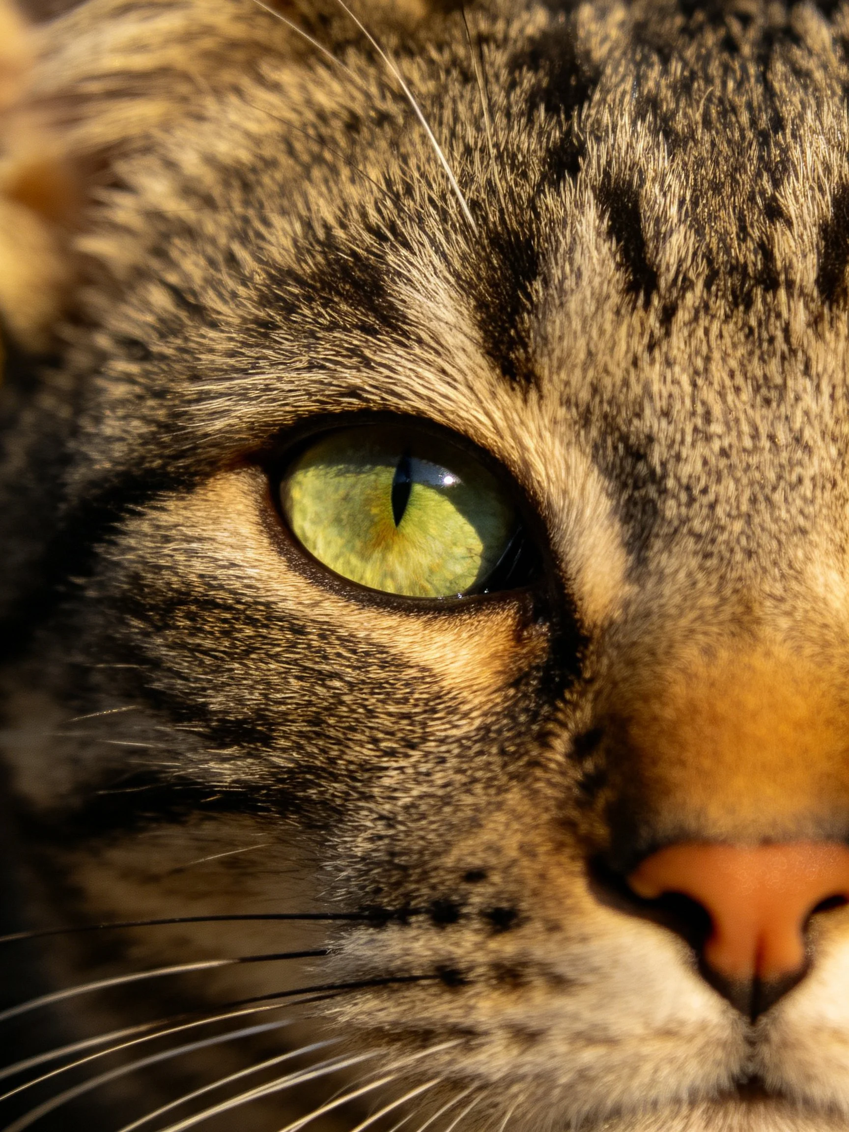 Close-up of a tabby cat’s face with bright green eye