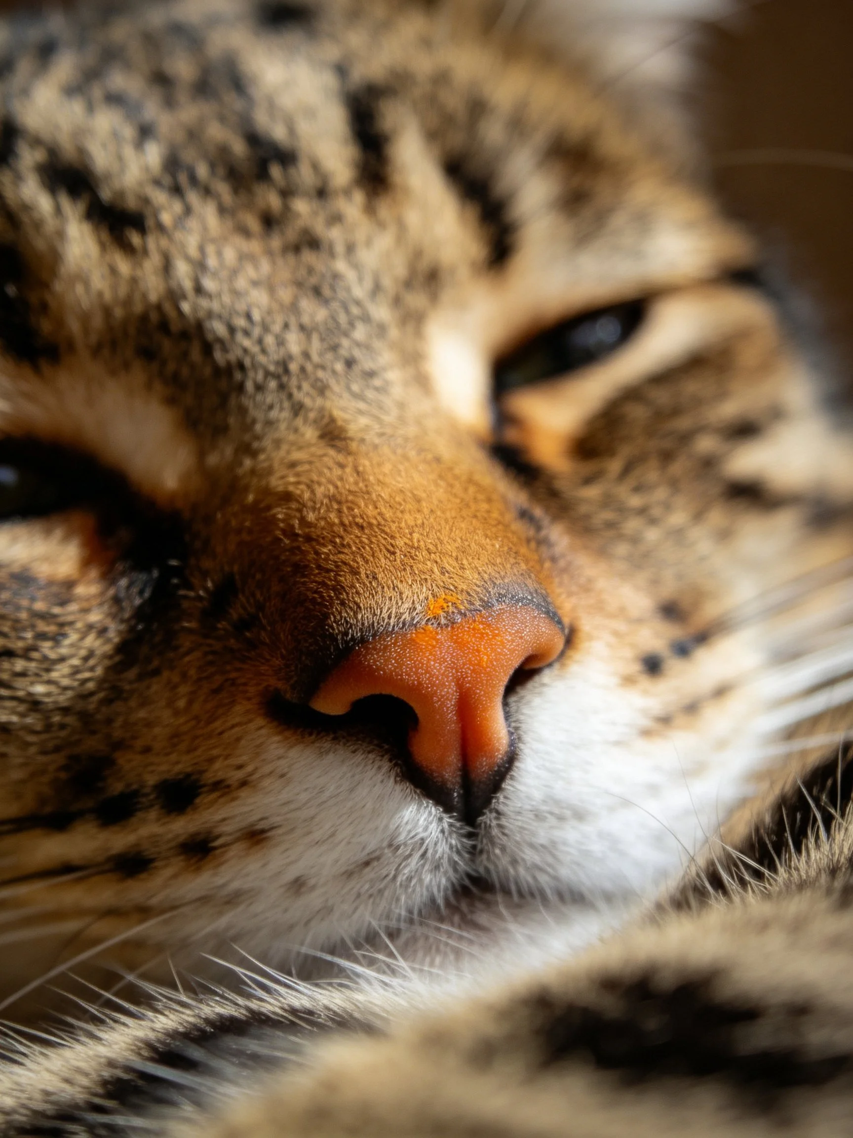 Close-up of a tabby cat’s face with orange nose and striped fur