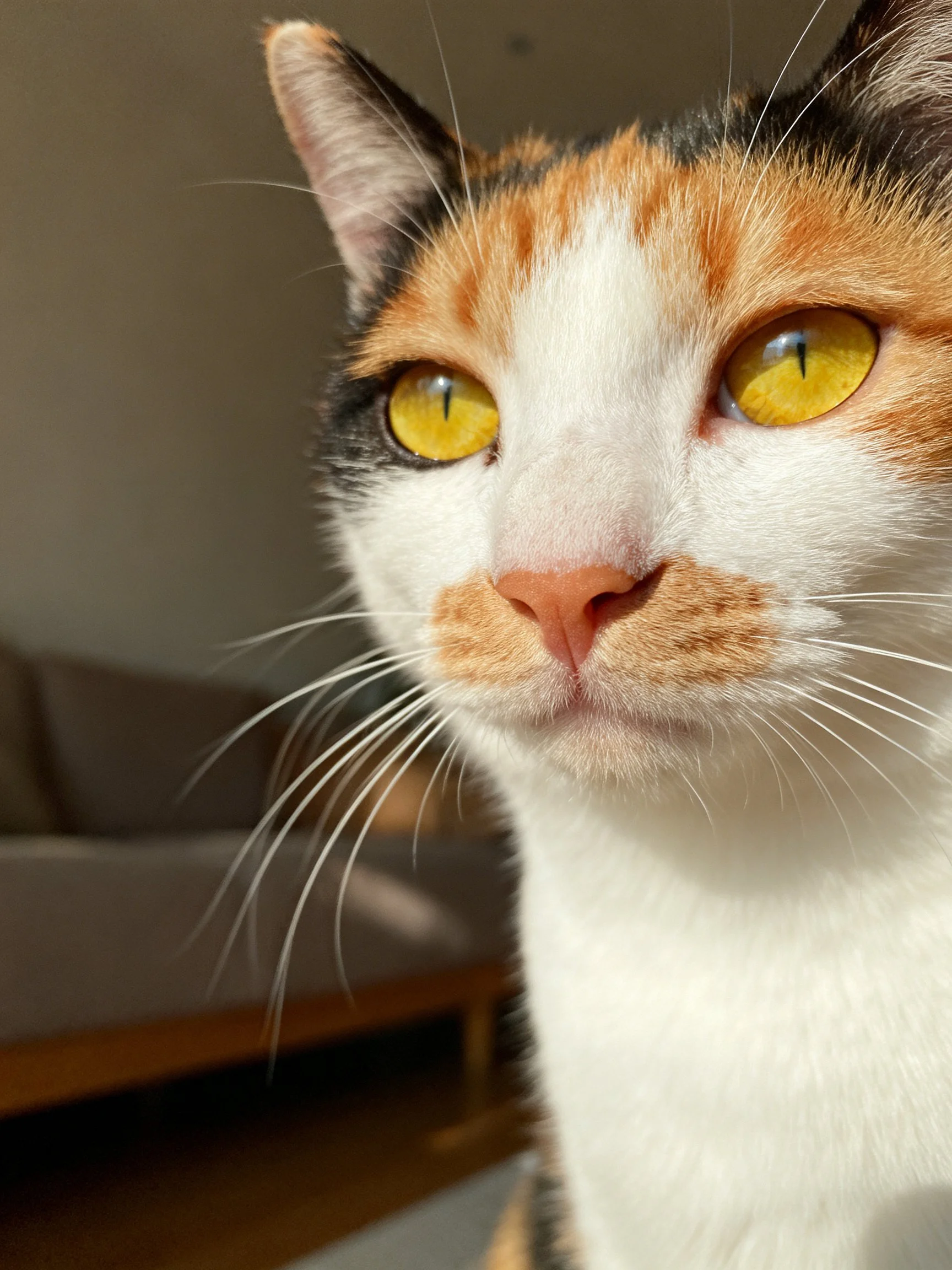 A close-up of a calico cat with striking yellow eyes in a home interior.