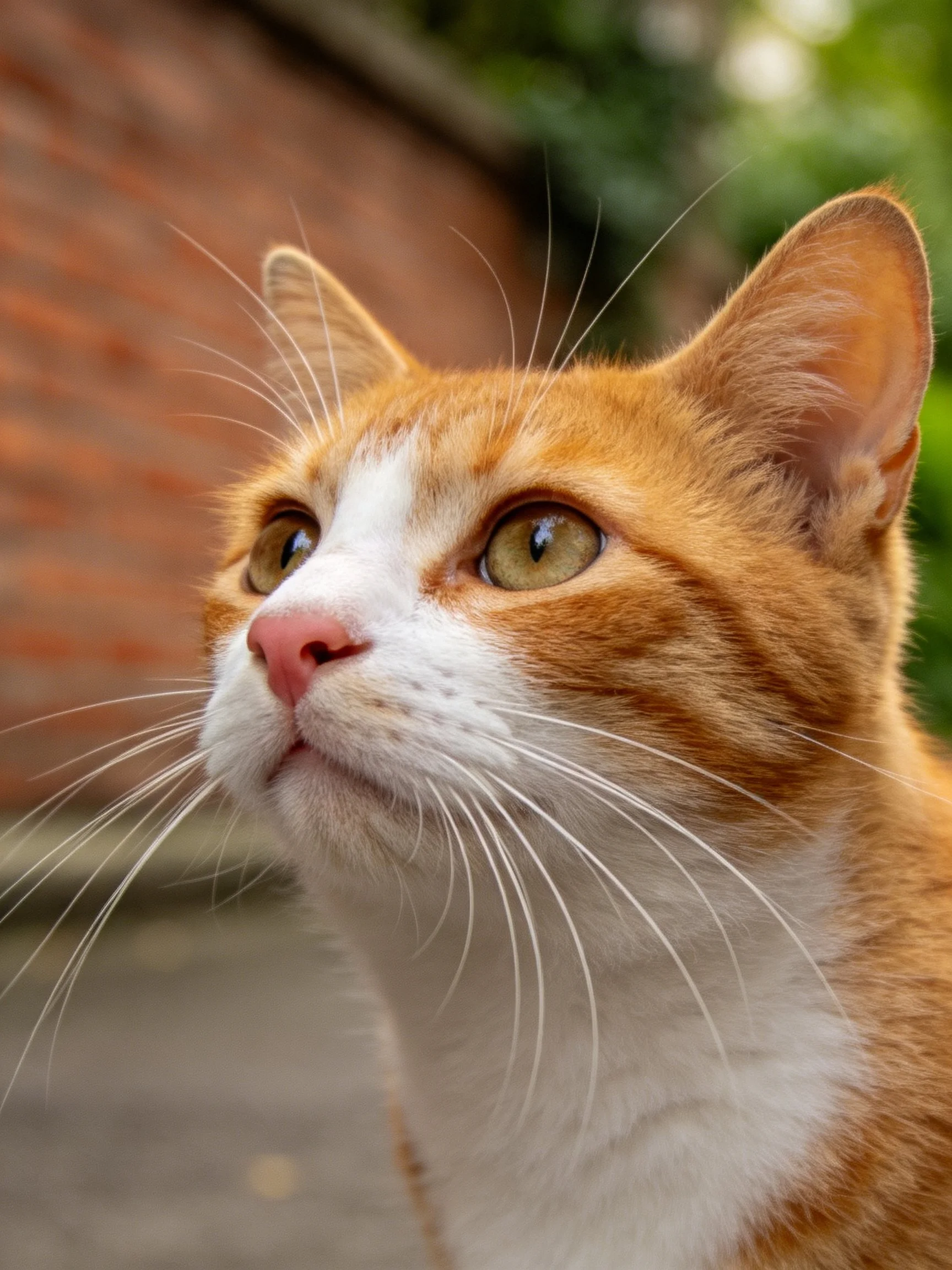 An orange and white cat with green eyes gazes upward beside a brick wall