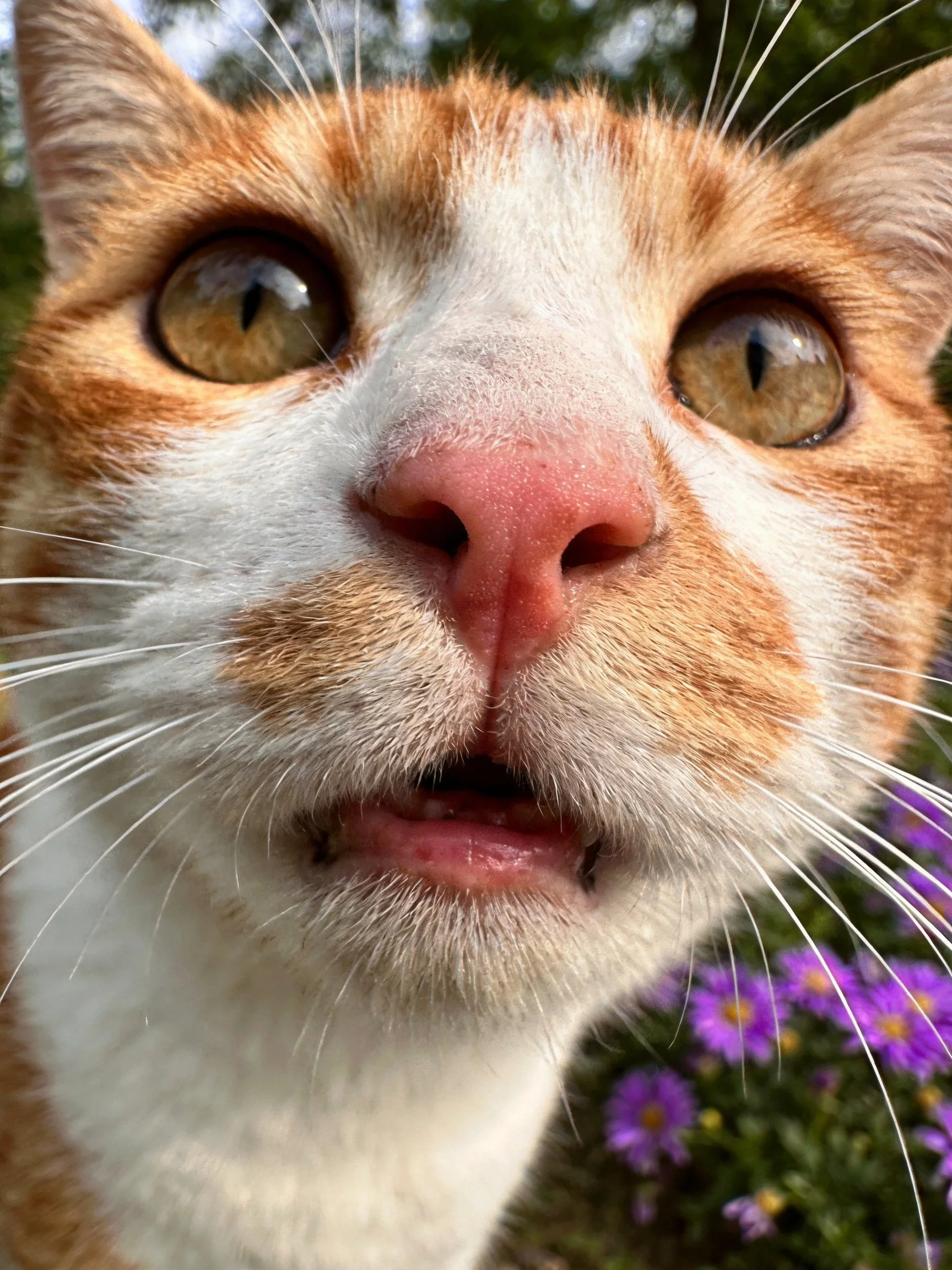 A close-up of an orange and white cat with purple flowers in the background.