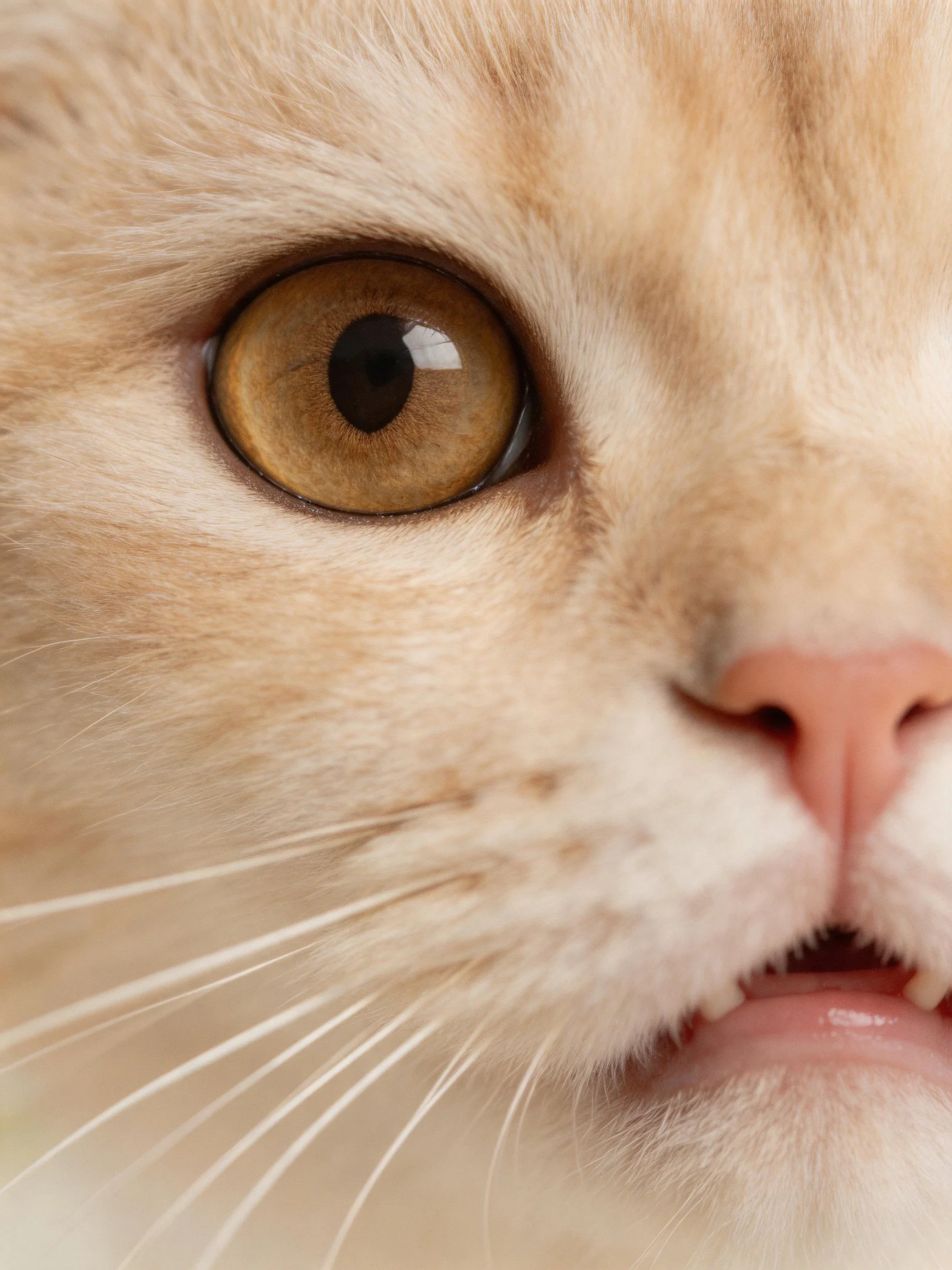 Close - up of an orange cat’s face with large brown eye