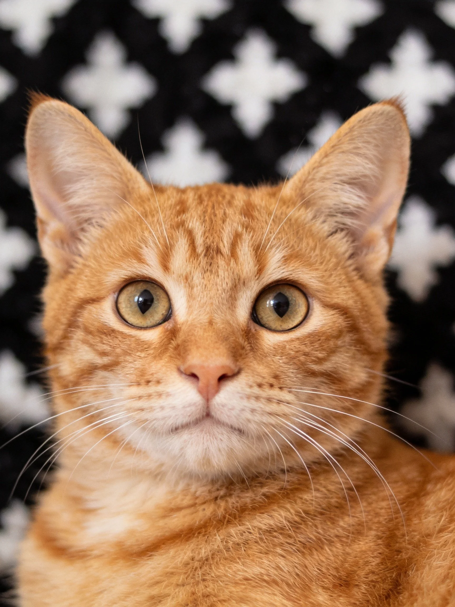 Orange tabby cat looks directly at camera with black and white backdrop.