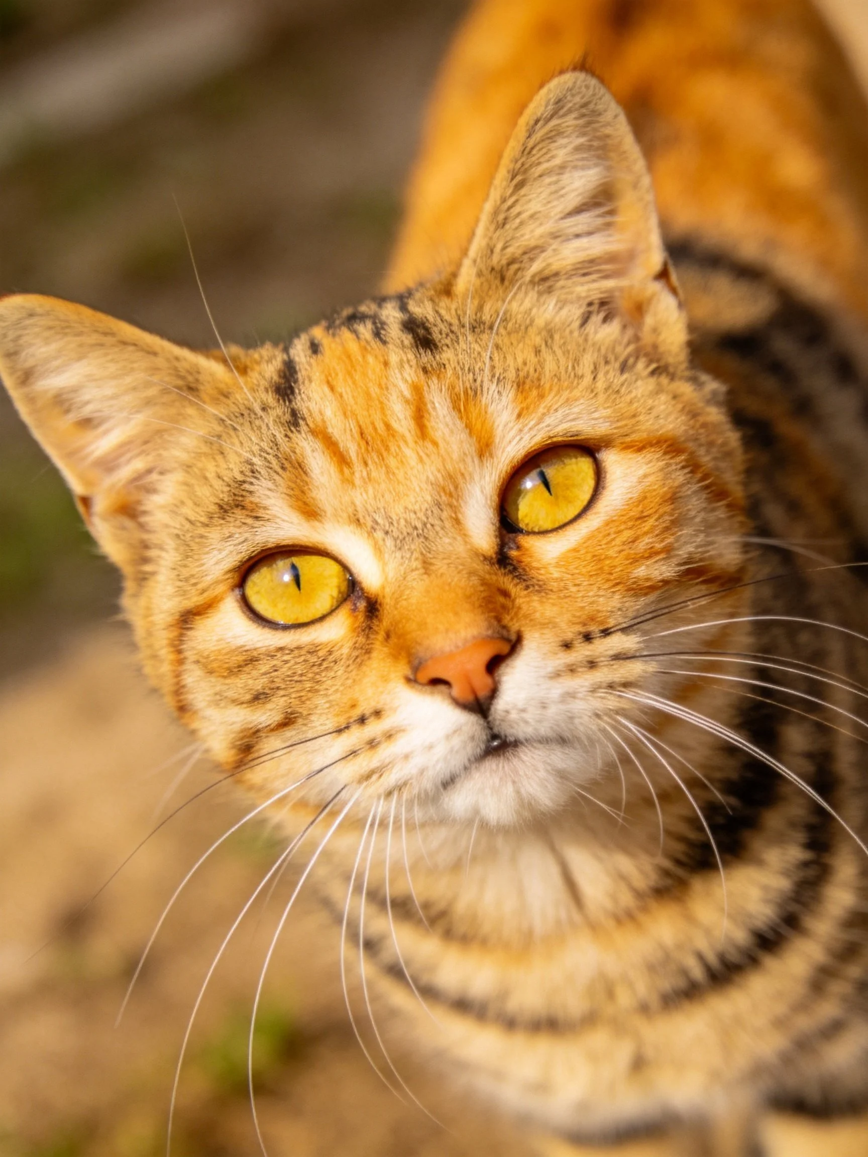 A close-up of a tabby cat with bright yellow eyes highlights its detailed fur.