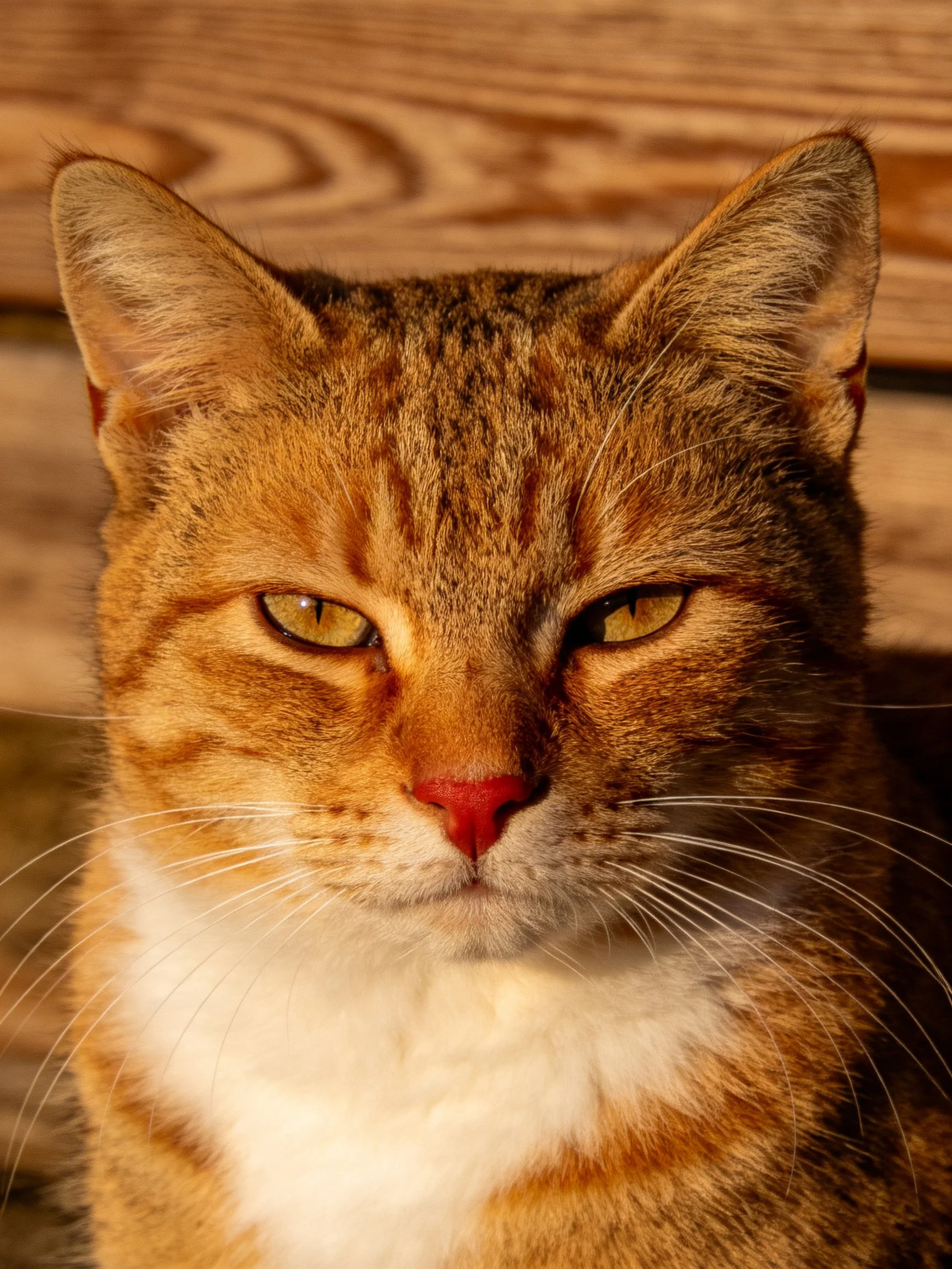 An orange tabby cat with a white chest is near wooden planks.