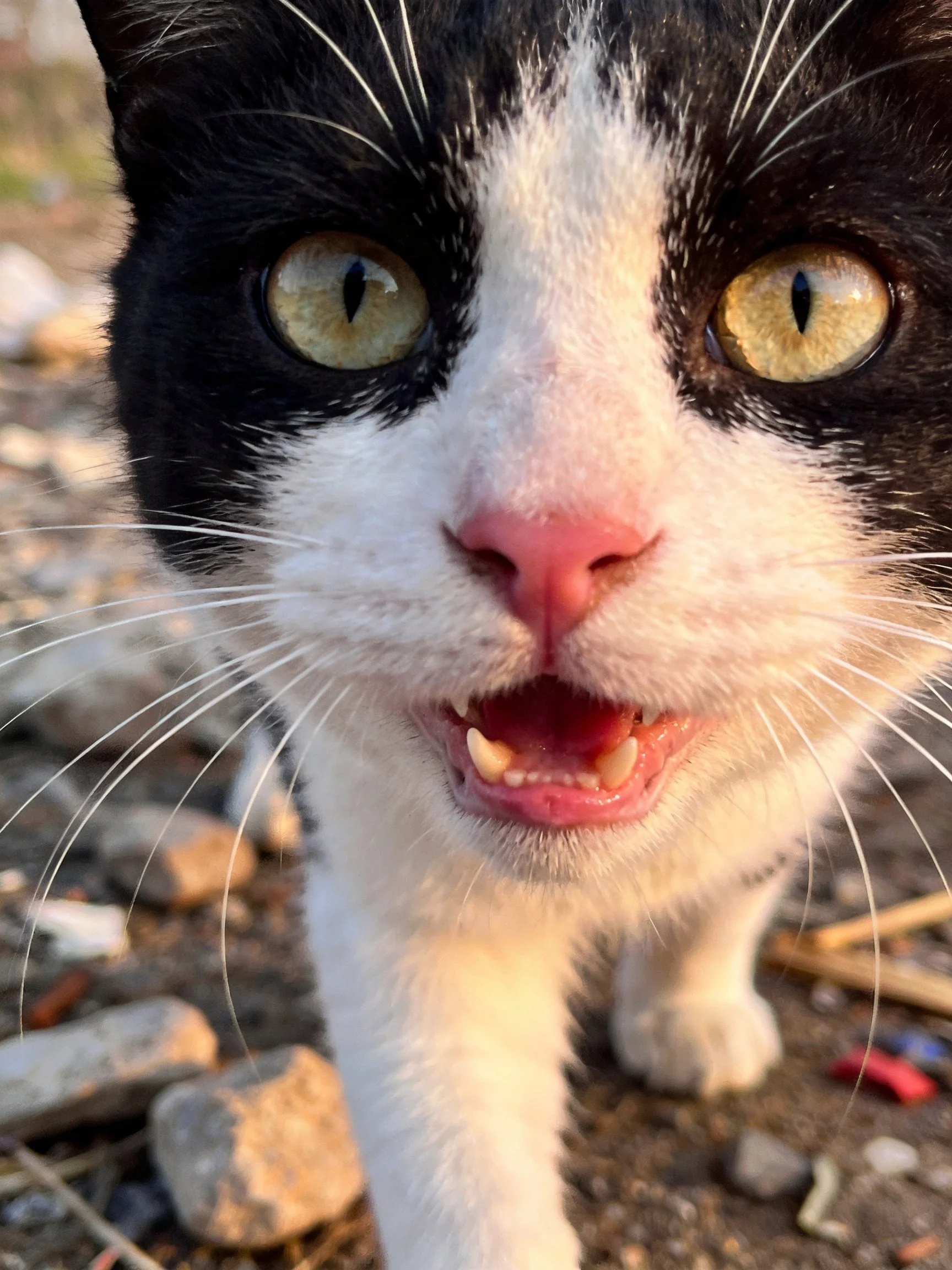 Close - up of a black and white cat with yellow eyes near rocky terrain.