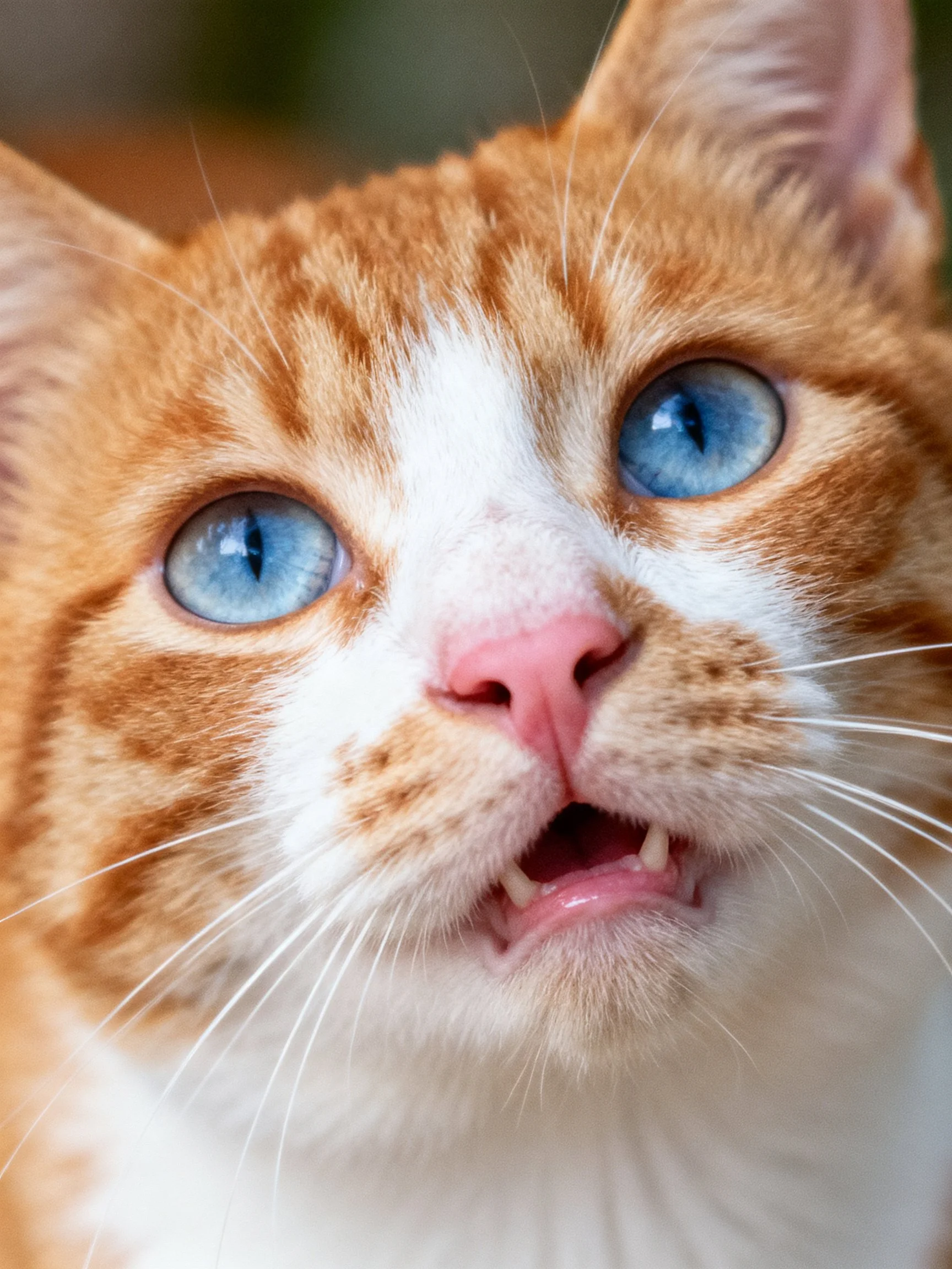 A close - up reveals an orange and white cat with vivid blue eyes.