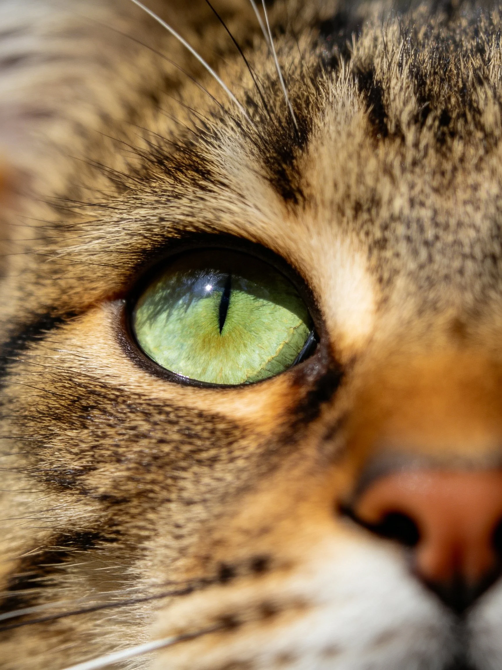 Detailed view of a tabby cat’s eye and facial markings.