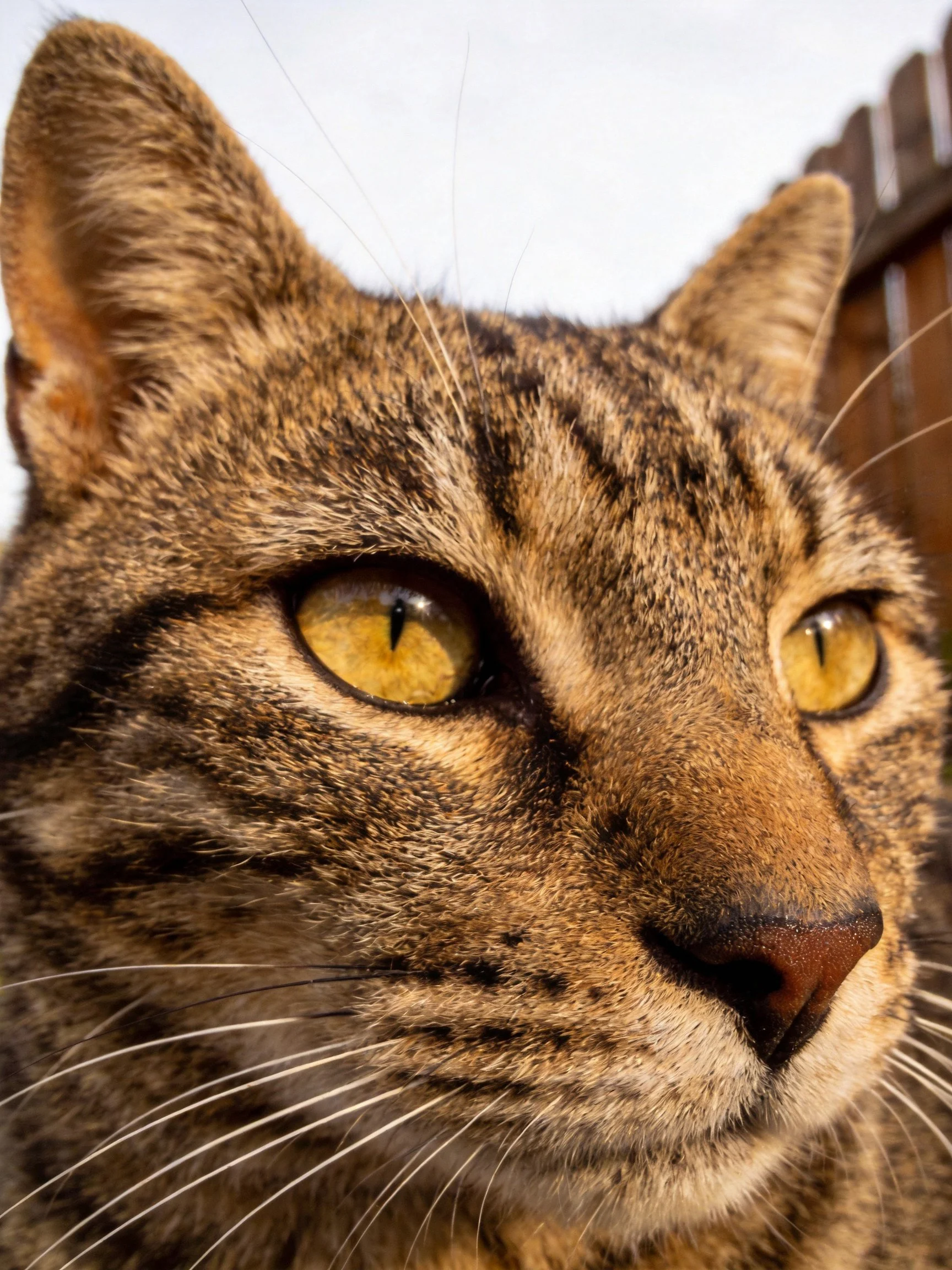 Close-up portrait of a tabby cat with amber eyes and striped fur