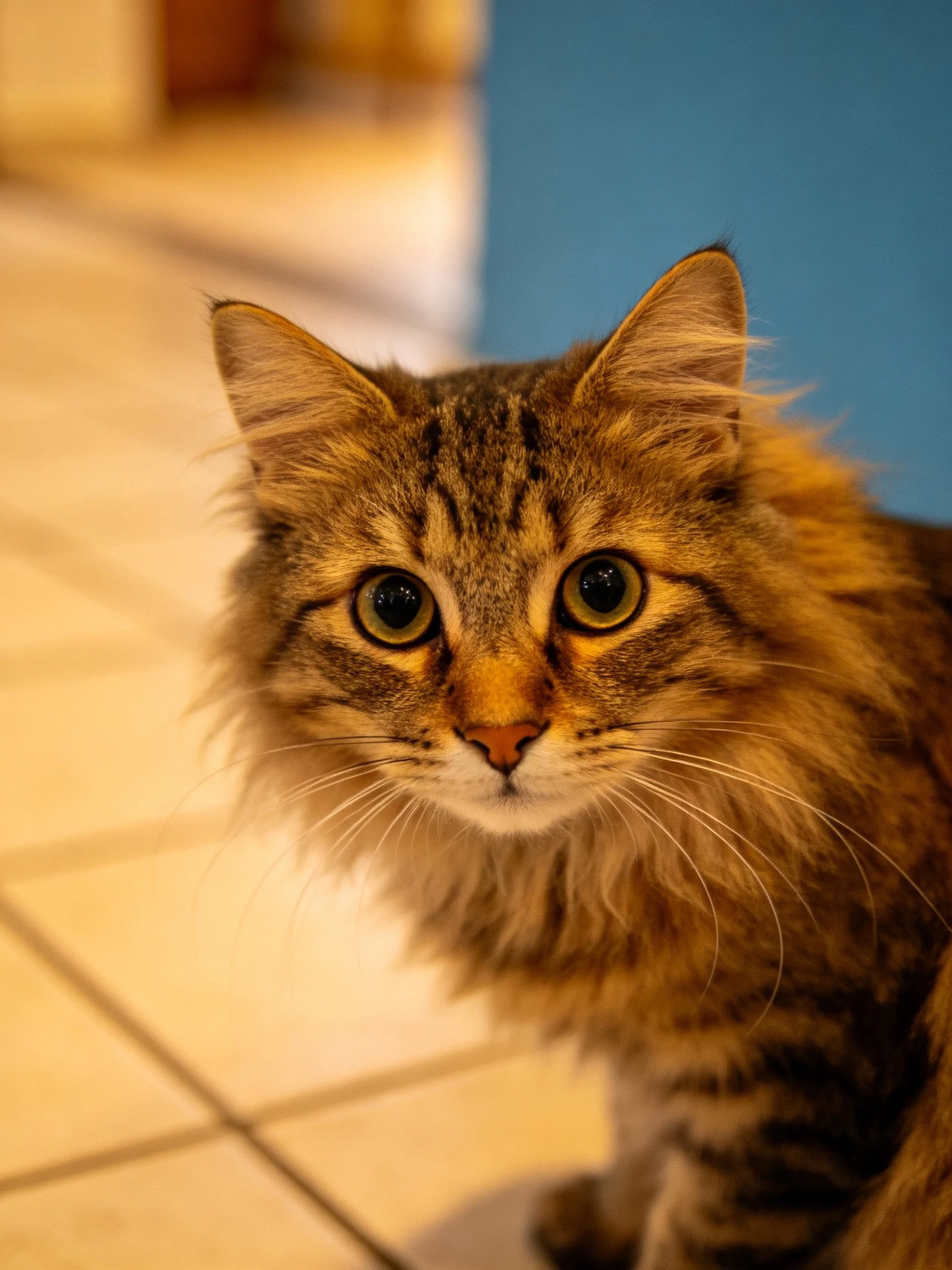 A fluffy tabby cat with large green eyes sits on tiled flooring beside a blue wall.
