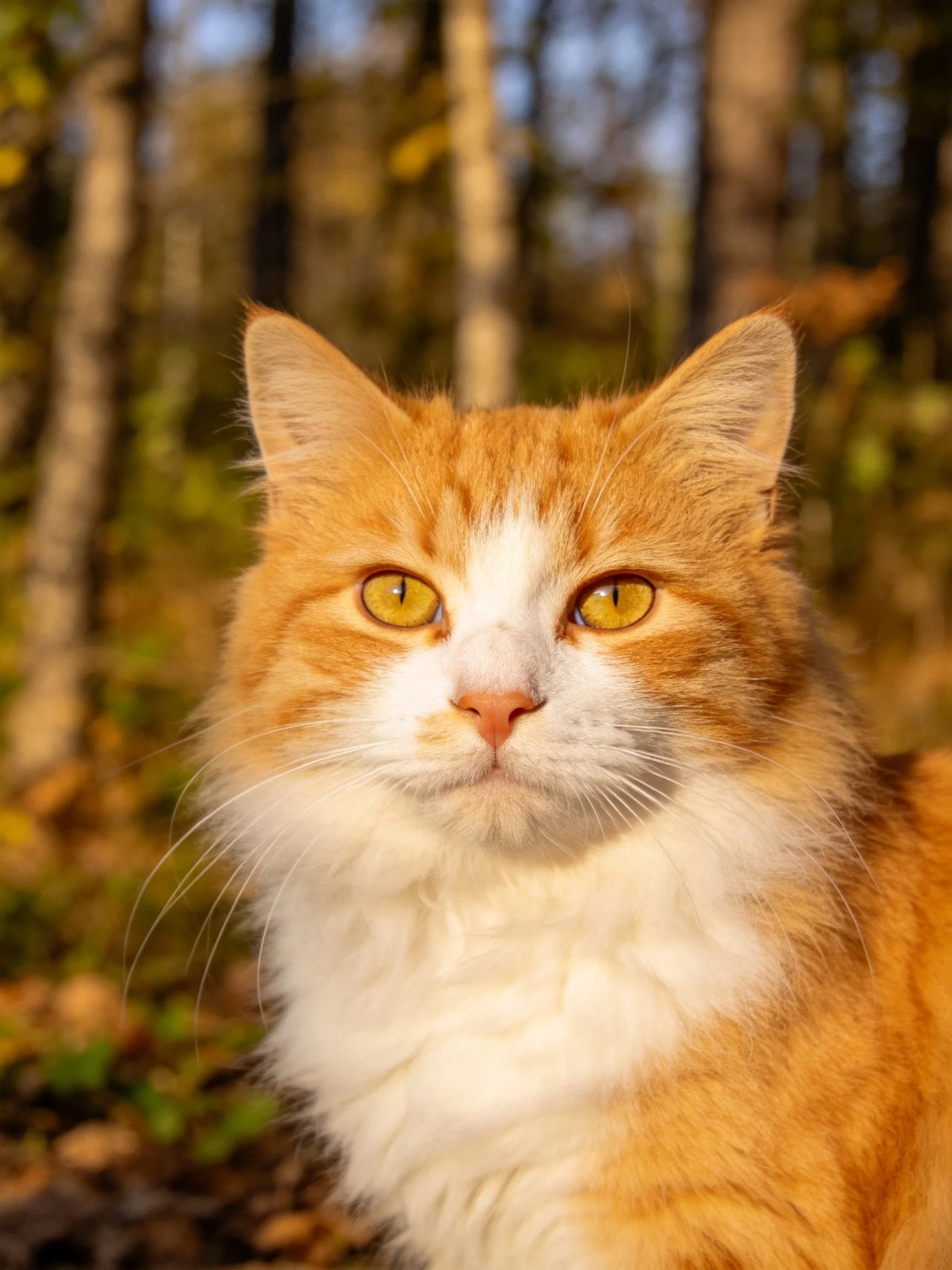A fluffy orange and white cat stands in a sunlit forest.