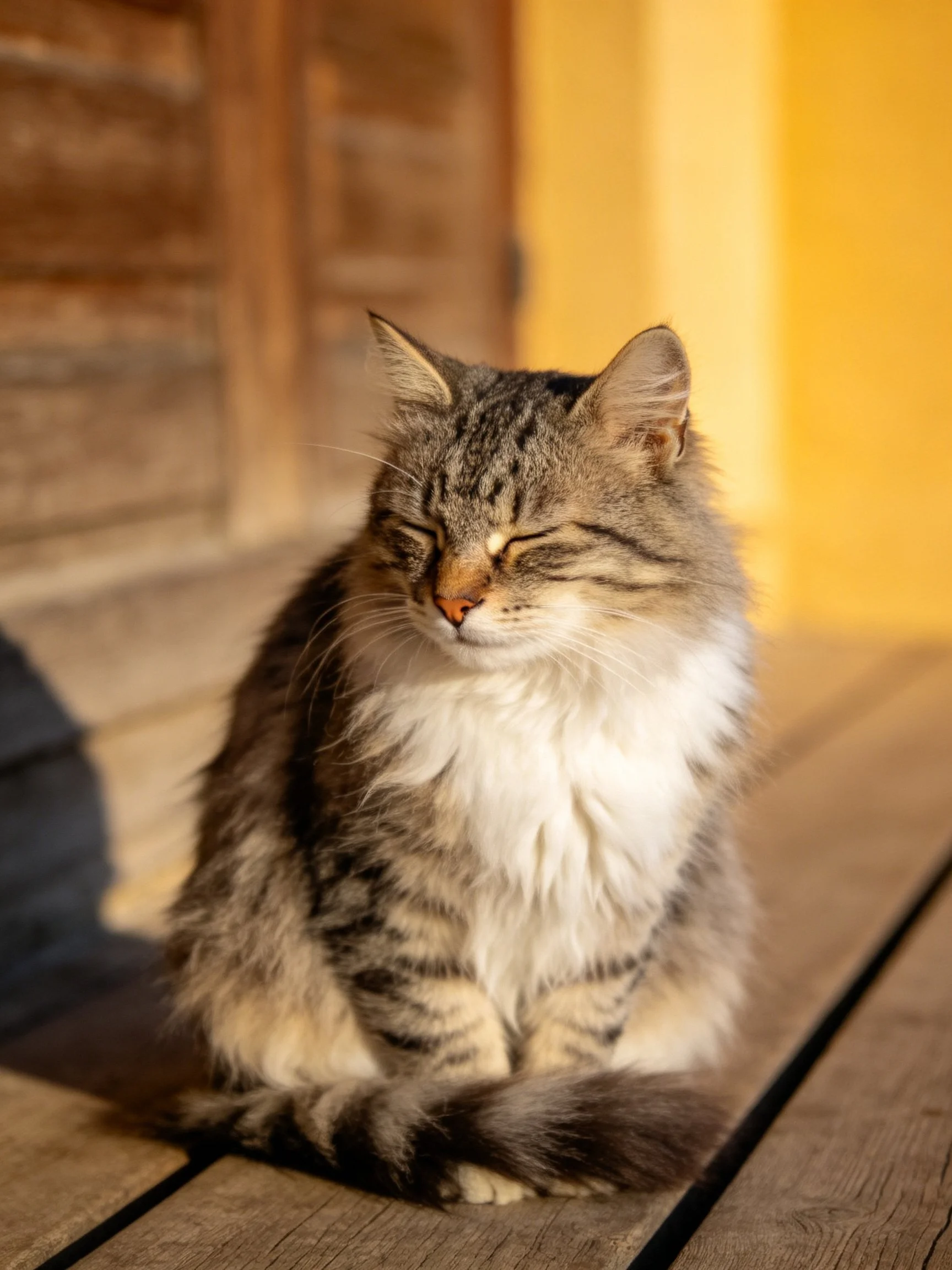 Fluffy tabby cat resting on wooden planks near a yellow wall