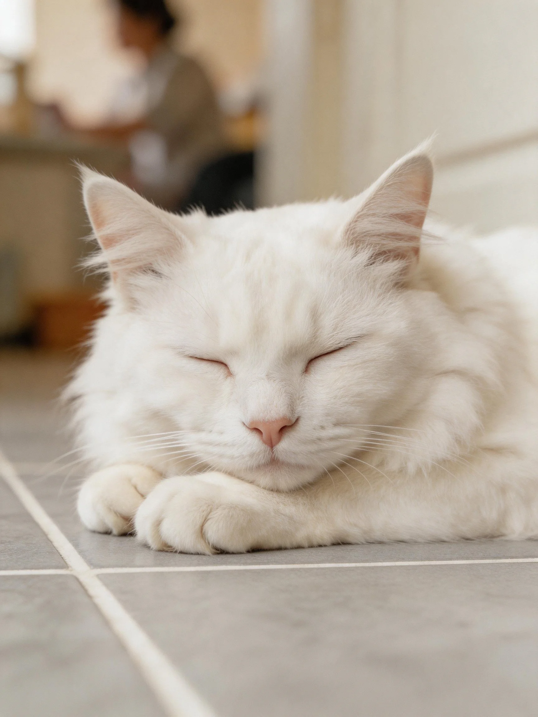 Fluffy white cat napping on tiled flooring
