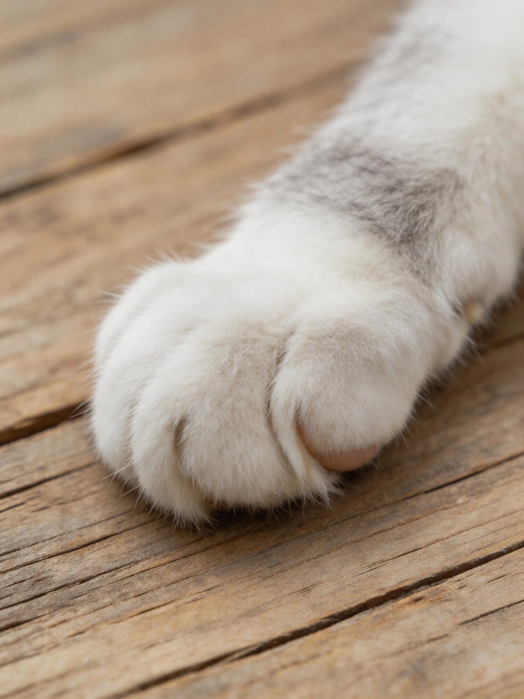 Fluffy white cat paw resting on aged wooden planks