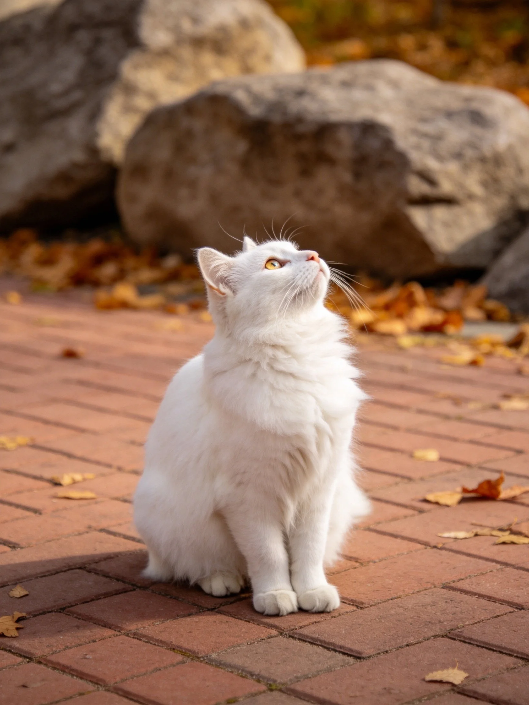 A white cat sits on a brick path near rocks and autumn leaves