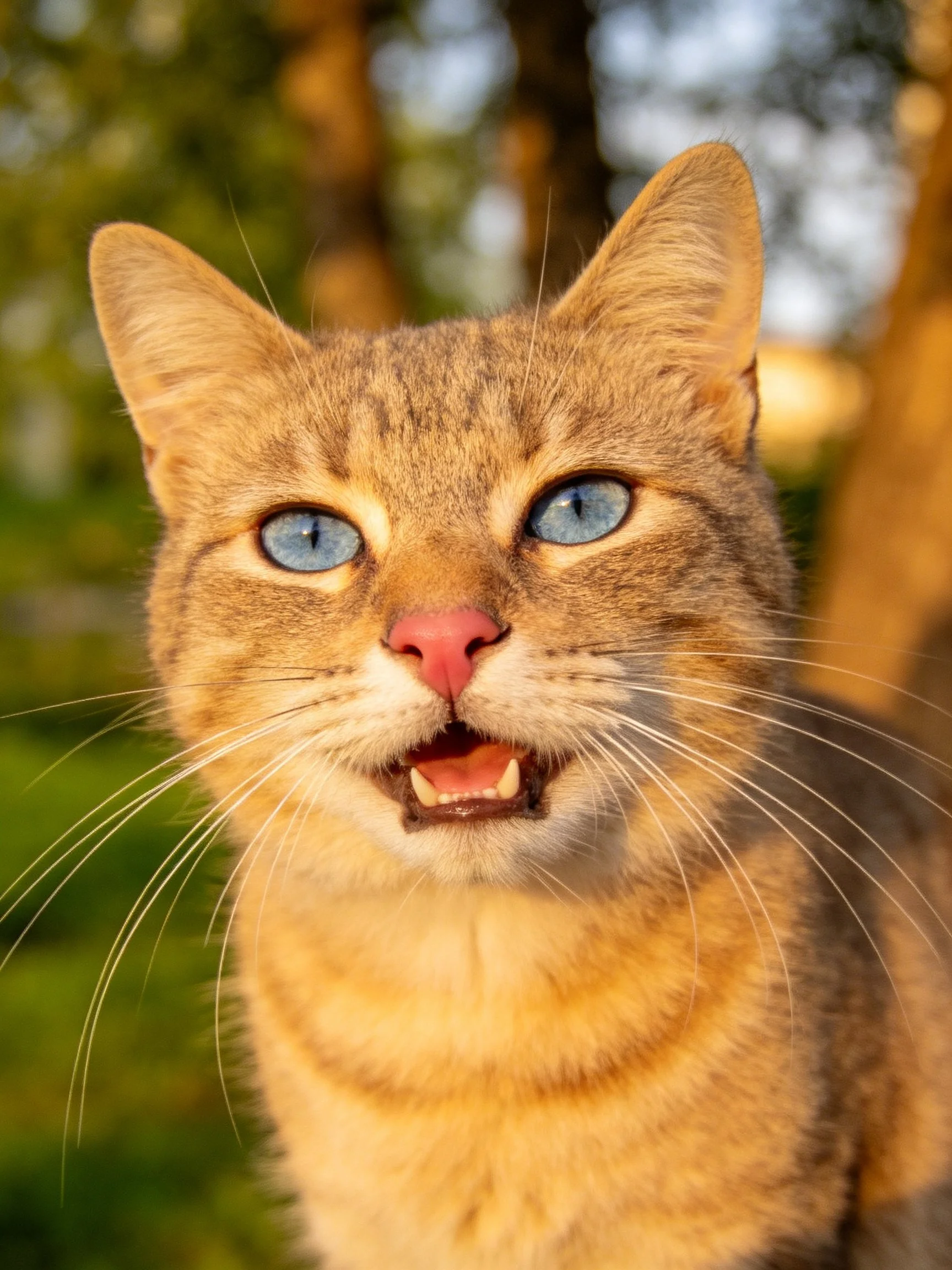 A golden tabby cat with blue eyes is outdoors near trees.