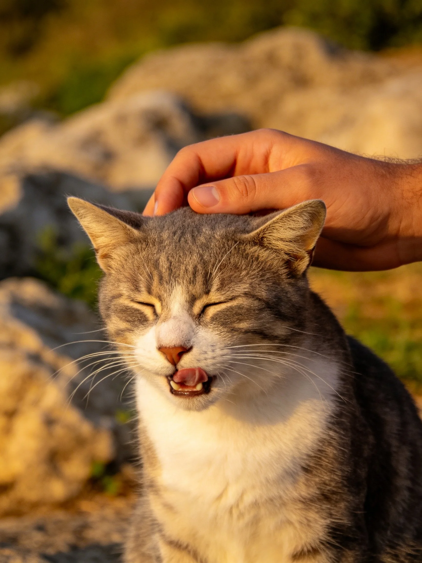 Gray and white cat enjoys hand petting near rocky terrain